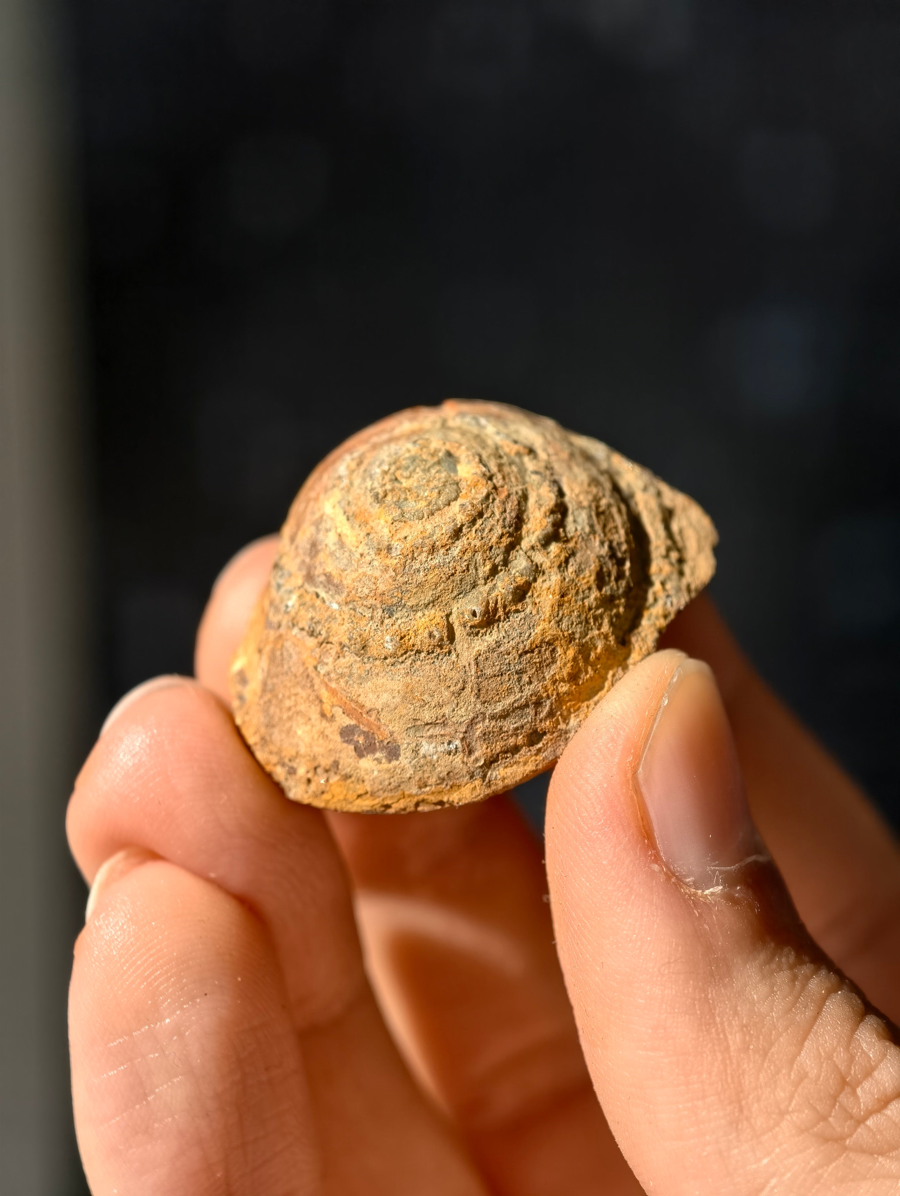 Uralte fossile Schnecke Trepospira sp. aus den USA 300 Mio. Jahre