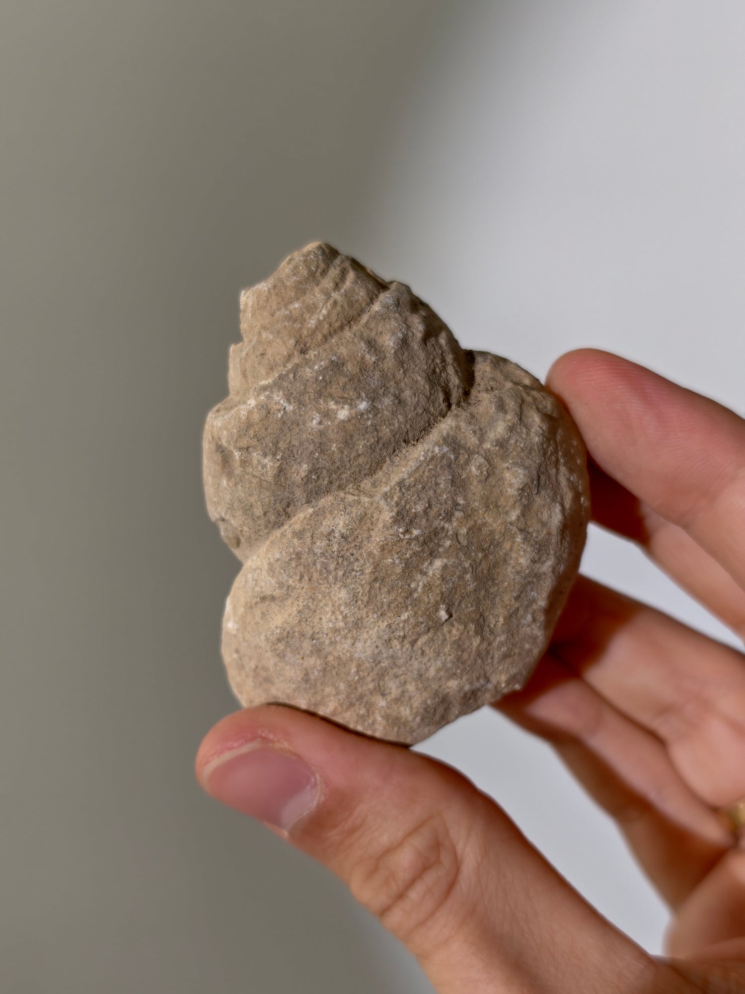 Fossile Riesenschnecken Tylostoma torrubiae aus Spanien 93 Mio. Jahre (Steinkern)