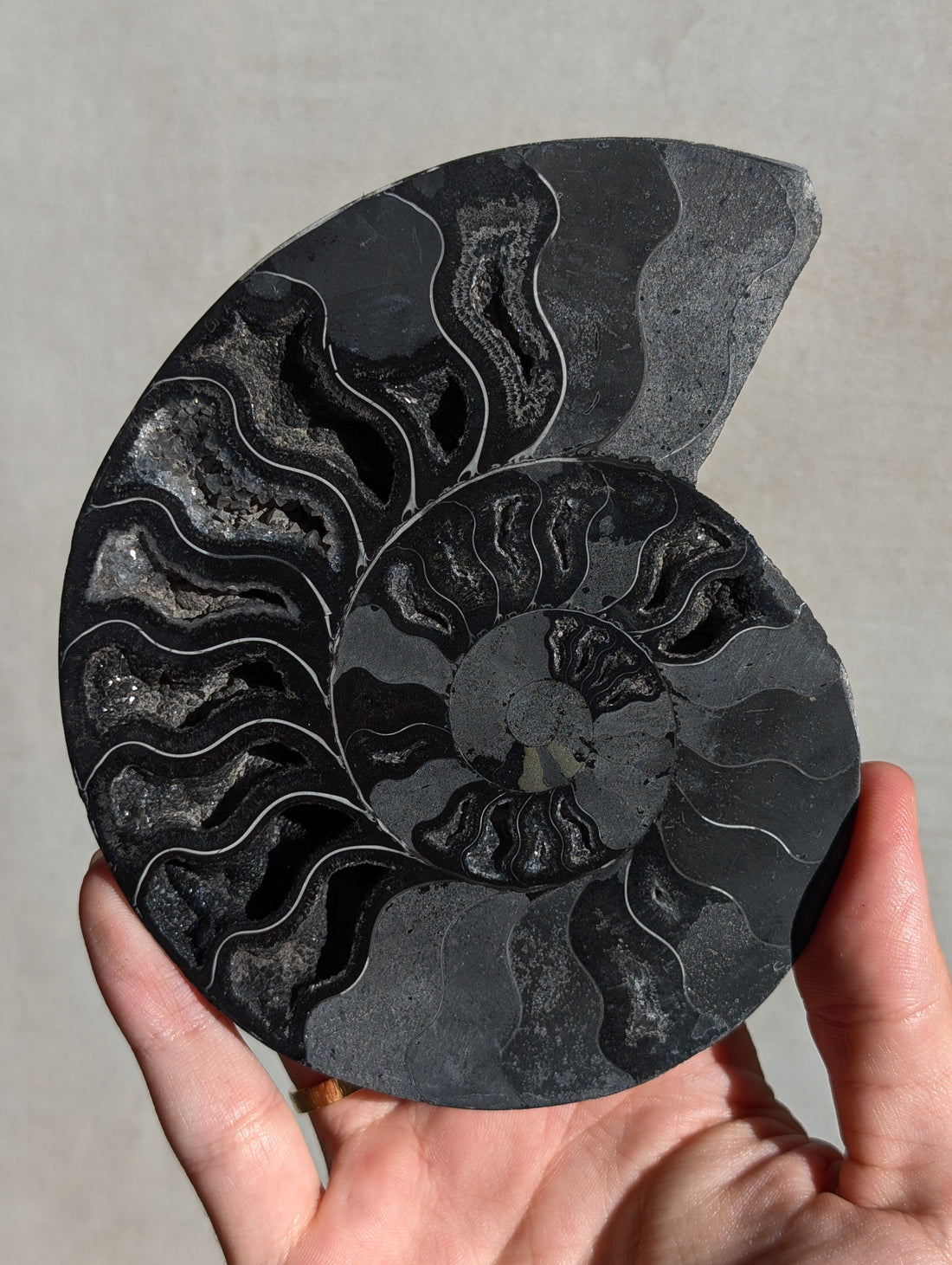 Schwarze Ammonit Fossilien (wähle aus)