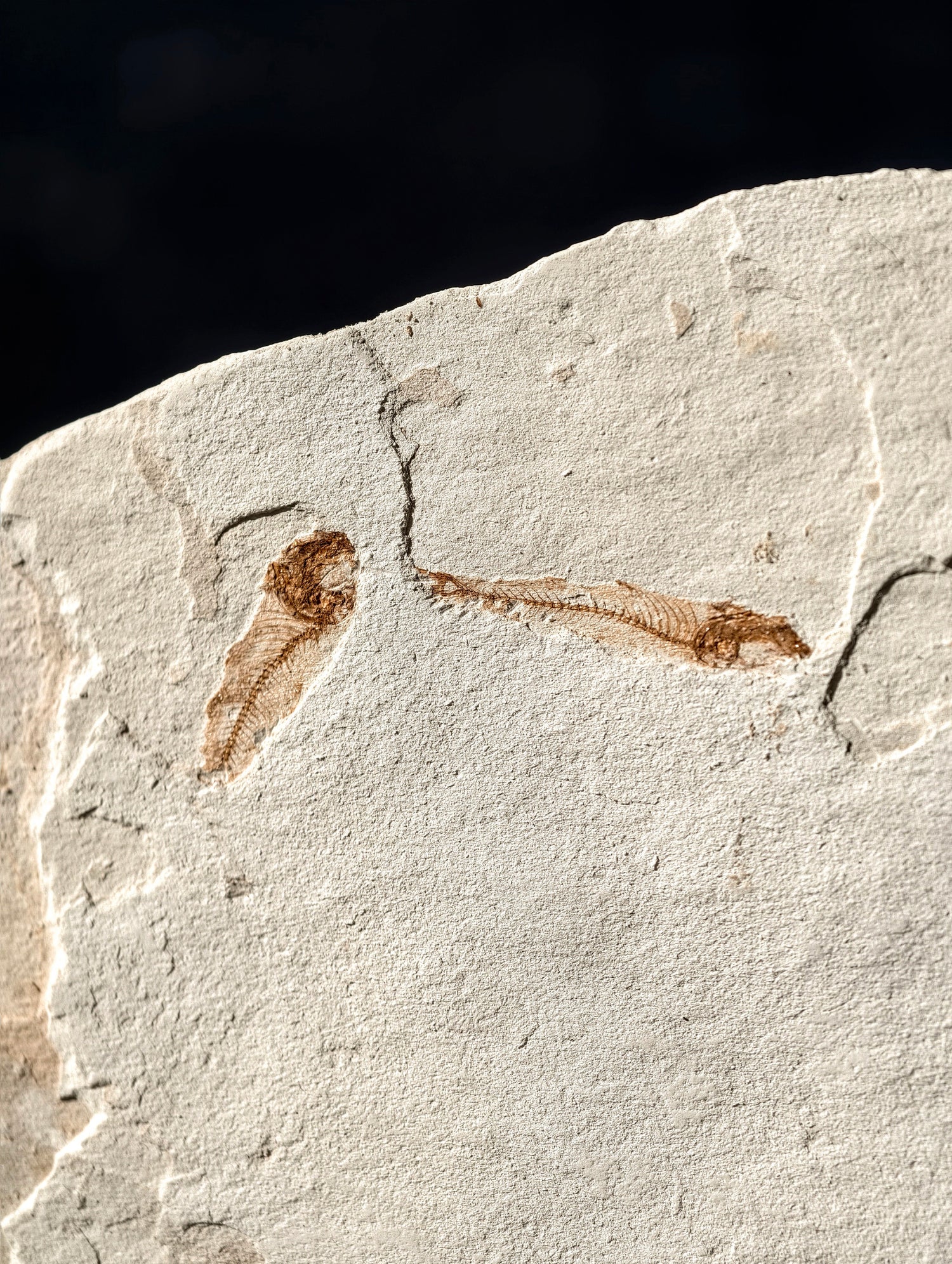 Fisch-Fossil Signatus sp. aus Spanien (Neuer Fund) 7 Mio. Jahre