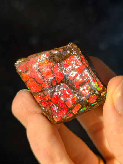 Ammolit Stück aus Kanada