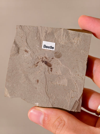 Fossiler Käfer aus den USA auf Matrix 42 Mio. Jahre