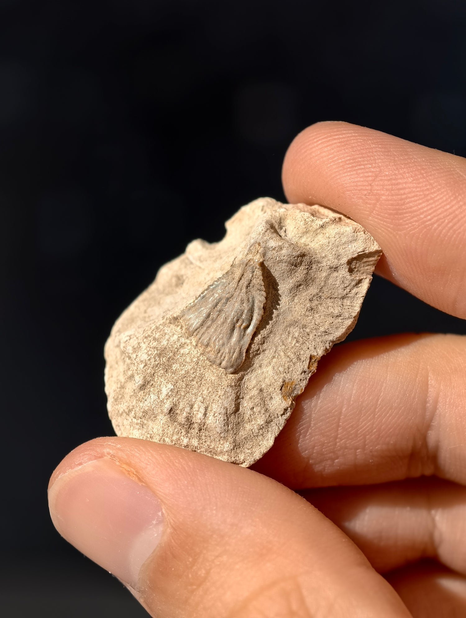 Fossile Rochen-Hautschuppen aus den USA 8 Mio. Jahre
