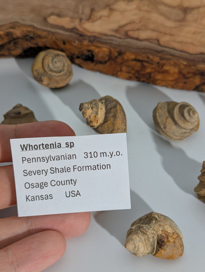 Muschel Fossil (Whortenia sp) 310 m.y.o USA