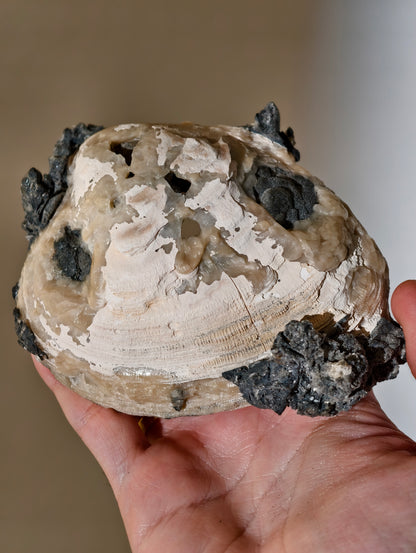 XL Kristallisierte Fossile Muschel mit Calcit aus Fort Drum, USA (UV Aktiv)