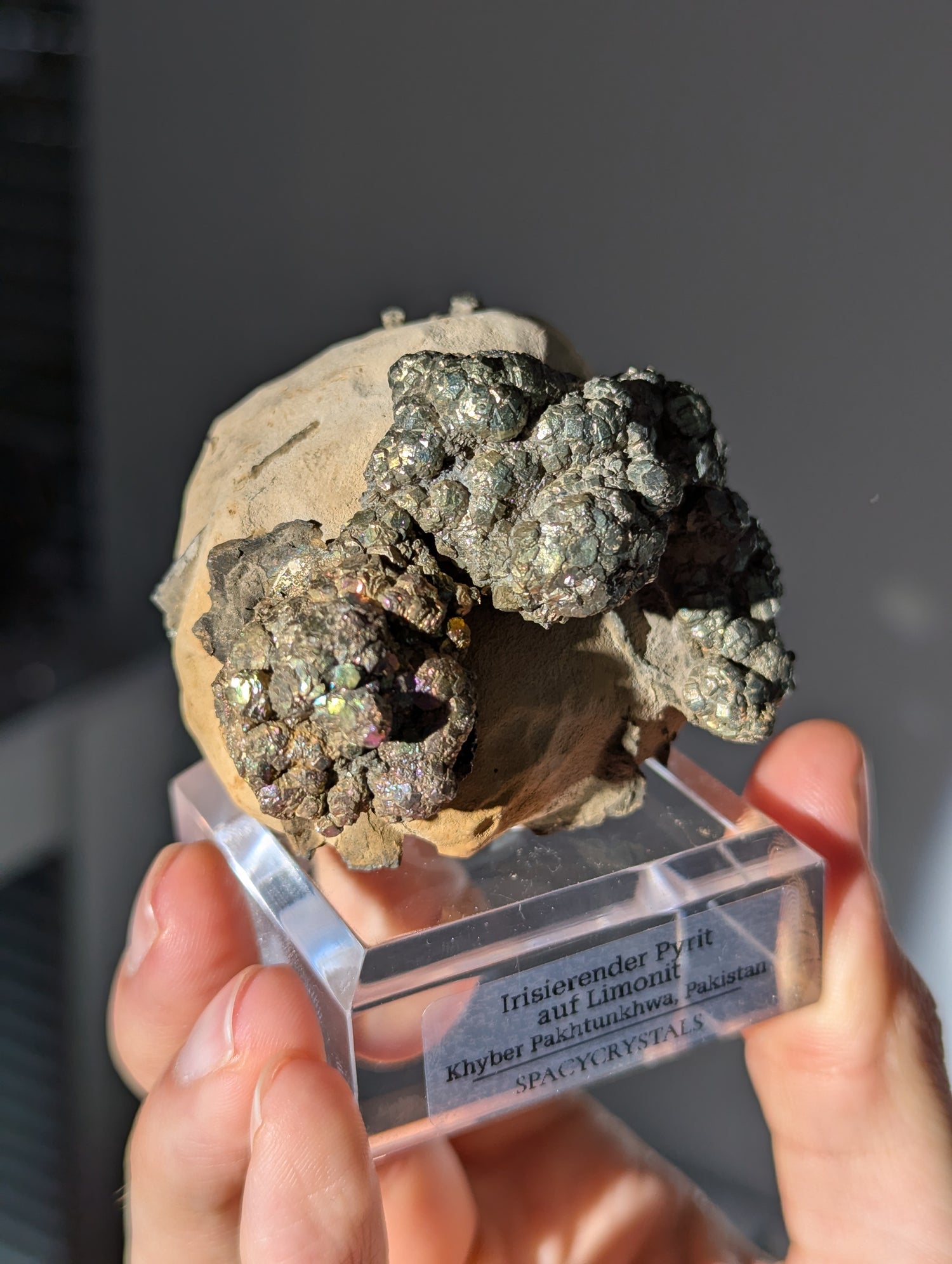 Irisierender Pyrit auf Limonit Knolle