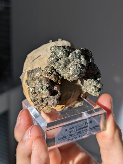 Irisierender Pyrit auf Limonit Knolle