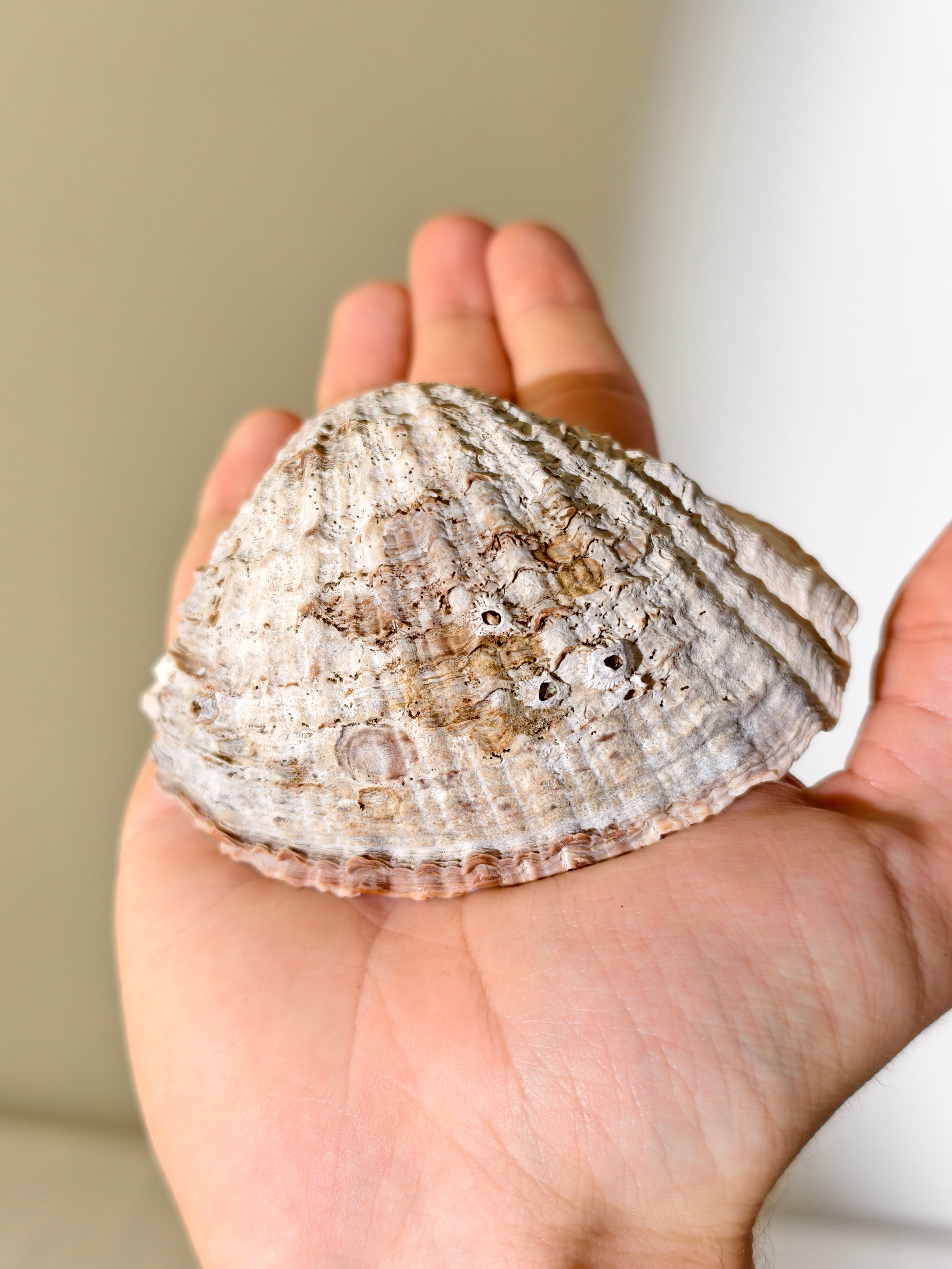 Fossile „Loco“-Schnecke mit Seepocken: Concholepas patagonicus aus Chile 3 Mio. Jahre