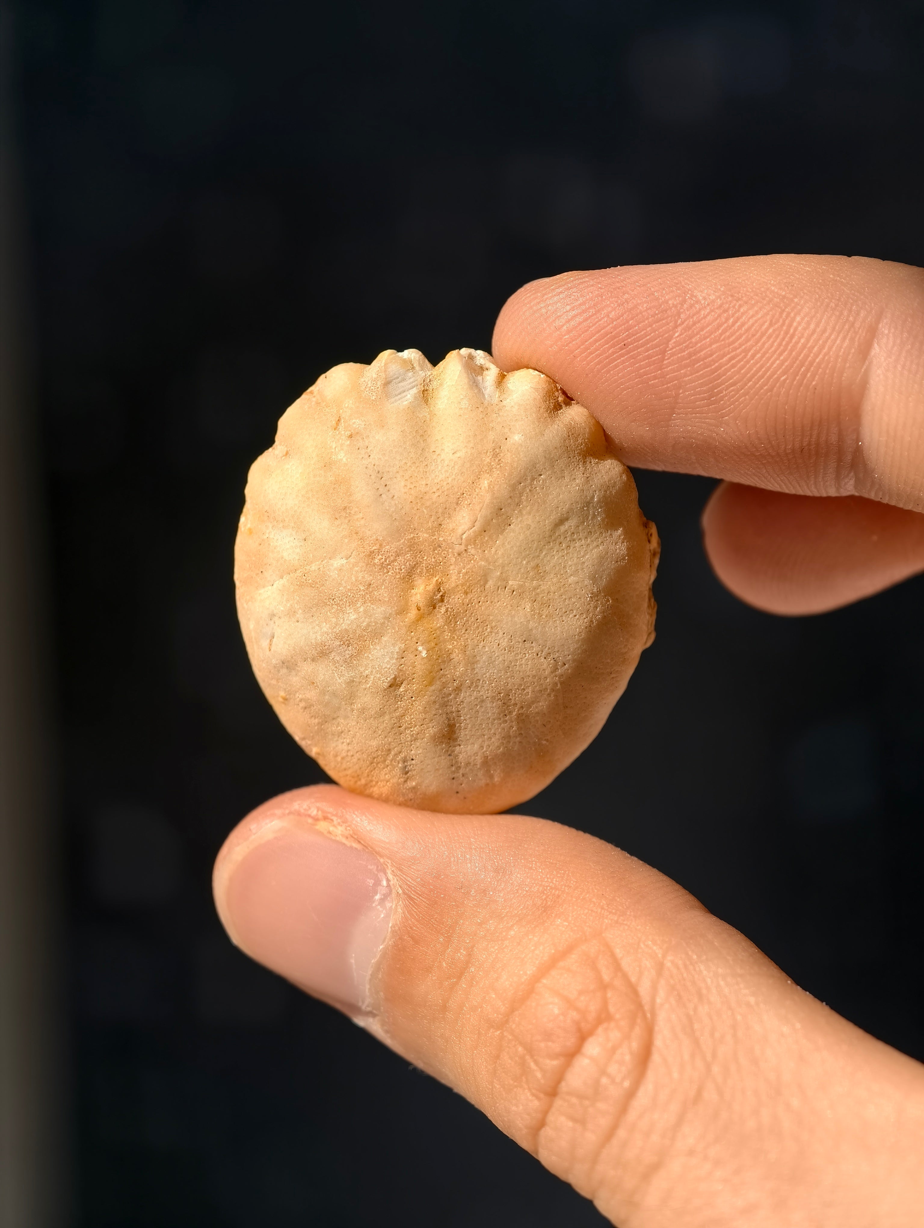 Fossiler Seeigel (Sanddollar) Rotuloidea fimbriatum aus Marokko
