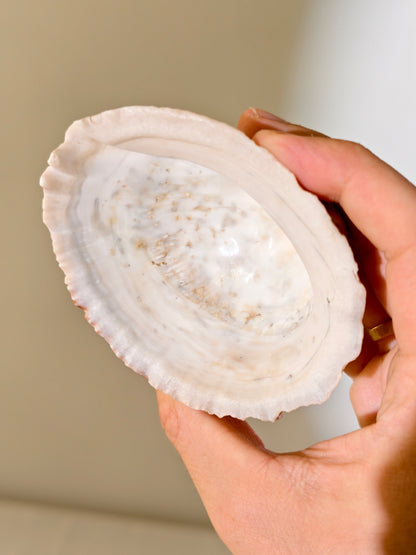Fossile „Loco“-Schnecke mit Seepocken: Concholepas patagonicus aus Chile 3 Mio. Jahre