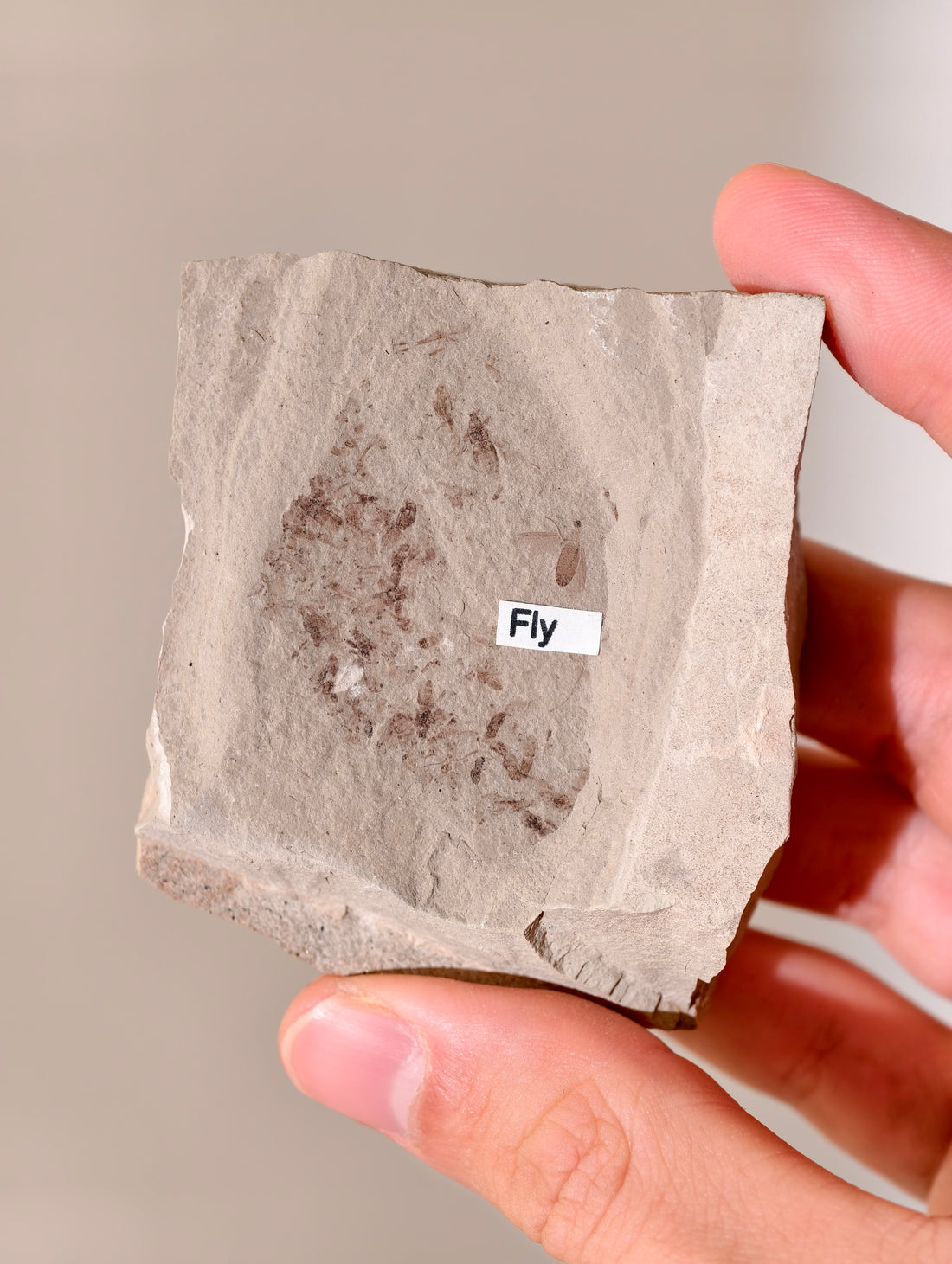 Fossile Fliege aus den USA auf Matrix 42 Mio. Jahre