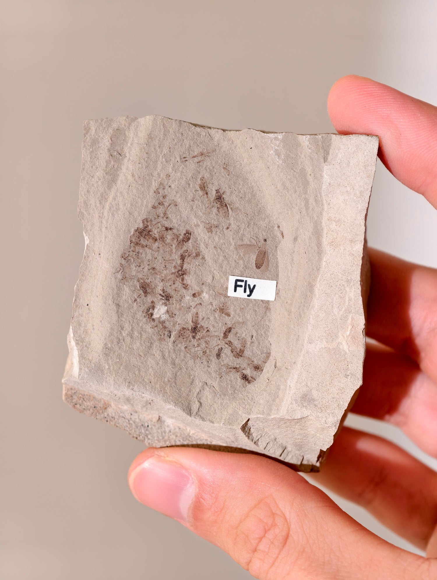 Fossile Fliege aus den USA auf Matrix 42 Mio. Jahre