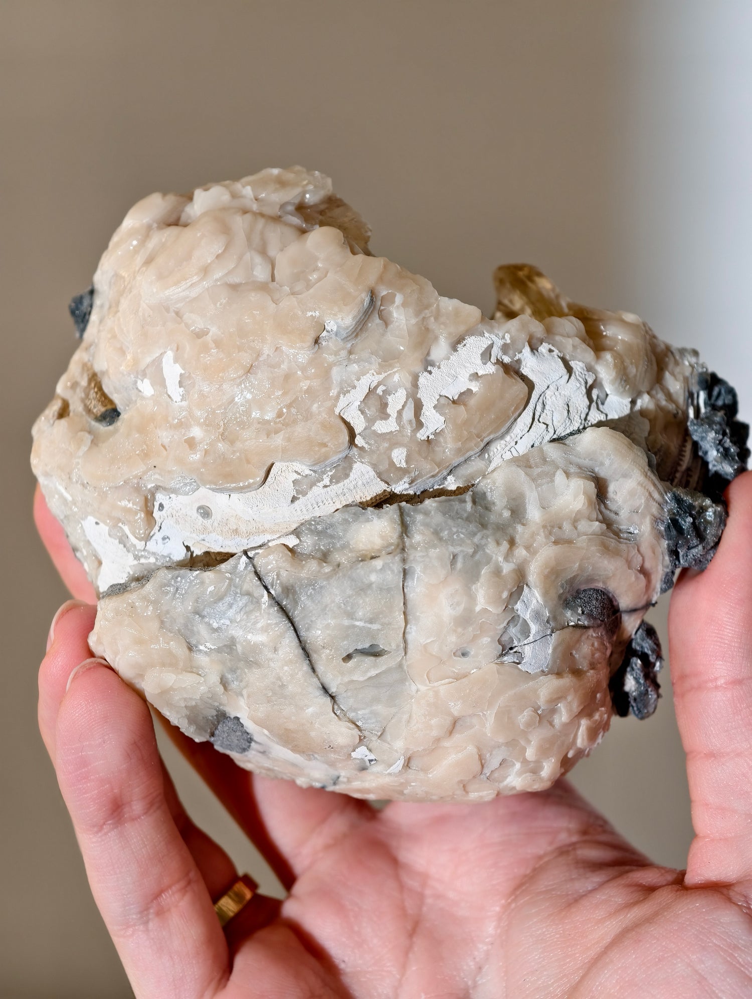 Große Kristallisierte Fossile Muschel mit Calcit aus Fort Drum, USA (UV Aktiv)