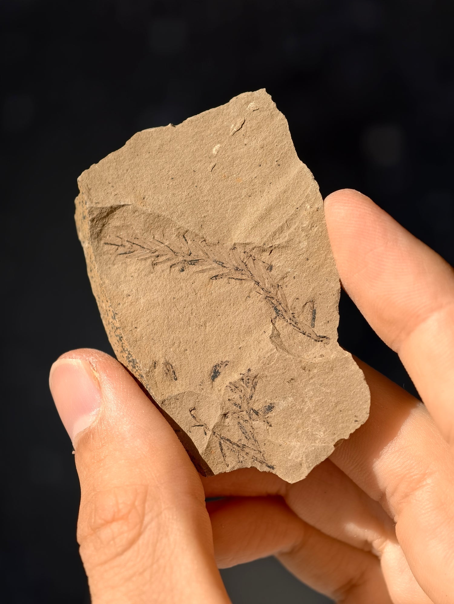 Fossile Urweltmammutbaum-Zweige Metasequoia sp. aus Kanada 42 Mio. Jahre