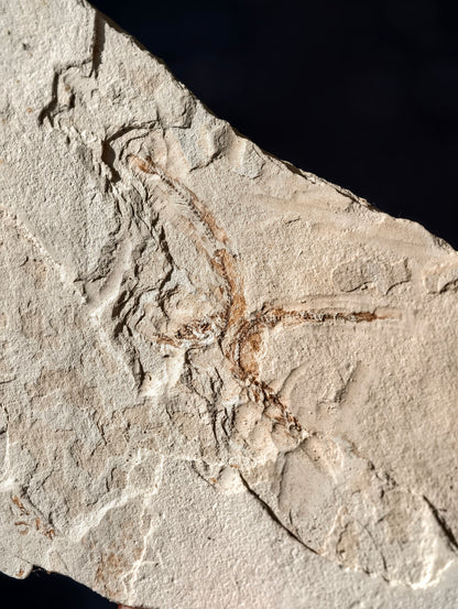 Fisch-Fossil Signatus sp. aus Spanien (Neuer Fund) 7 Mio. Jahre