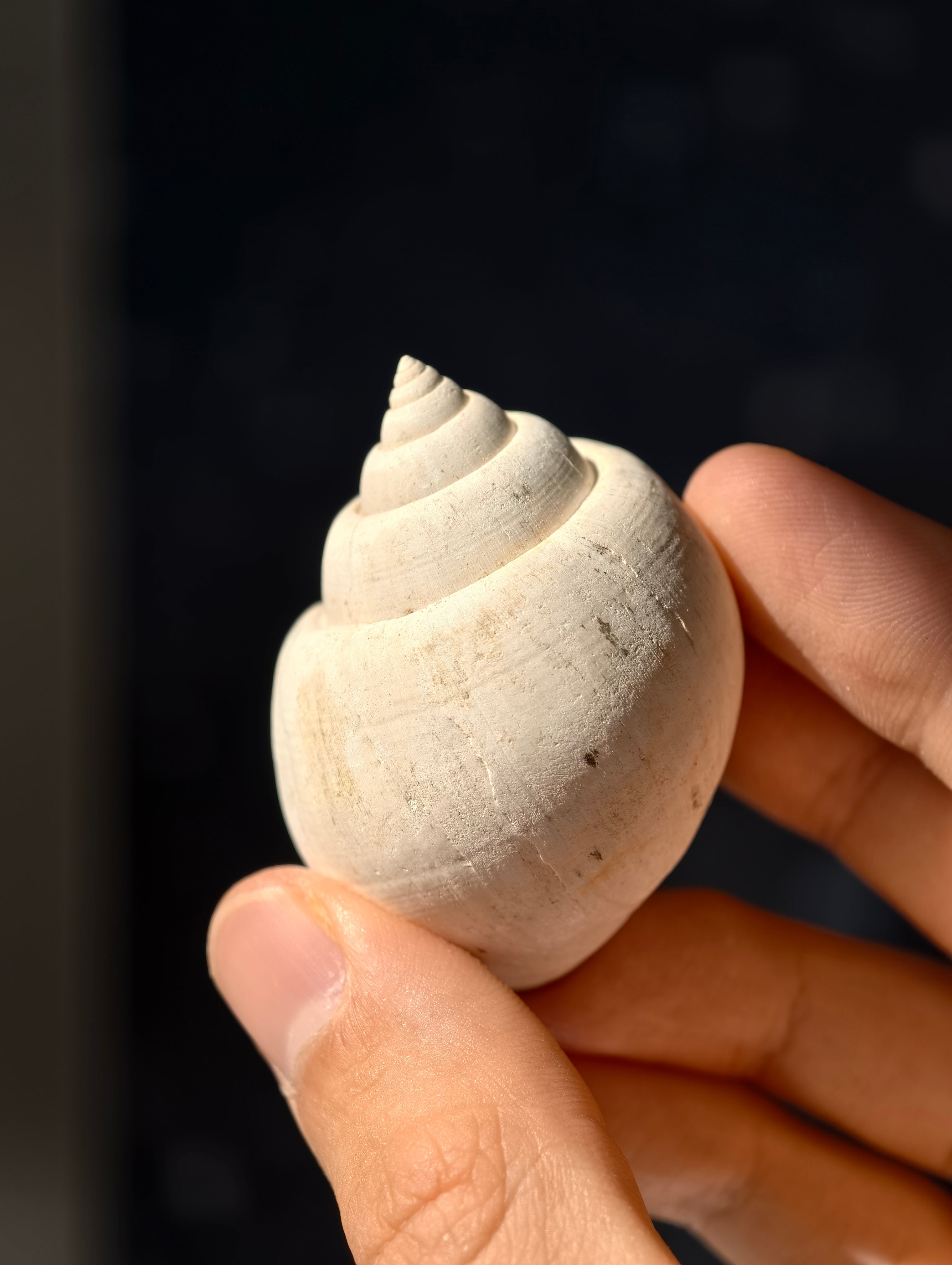 Fossile Meeresschnecke Natica angustata aus Frankreich 28 Mio. Jahre