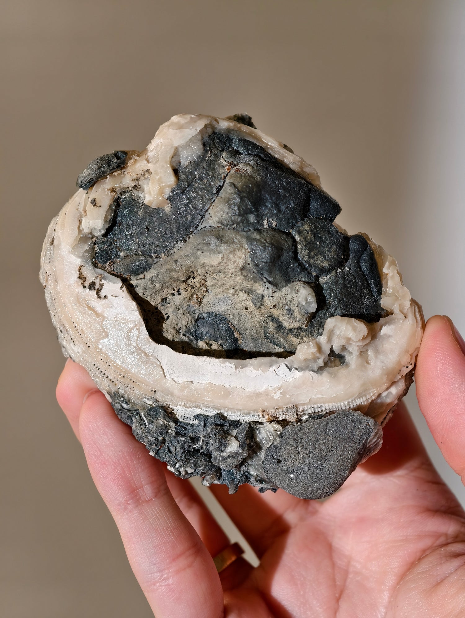Kristallisierte Fossile Muschel mit Calcit aus Fort Drum, USA (UV Aktiv)