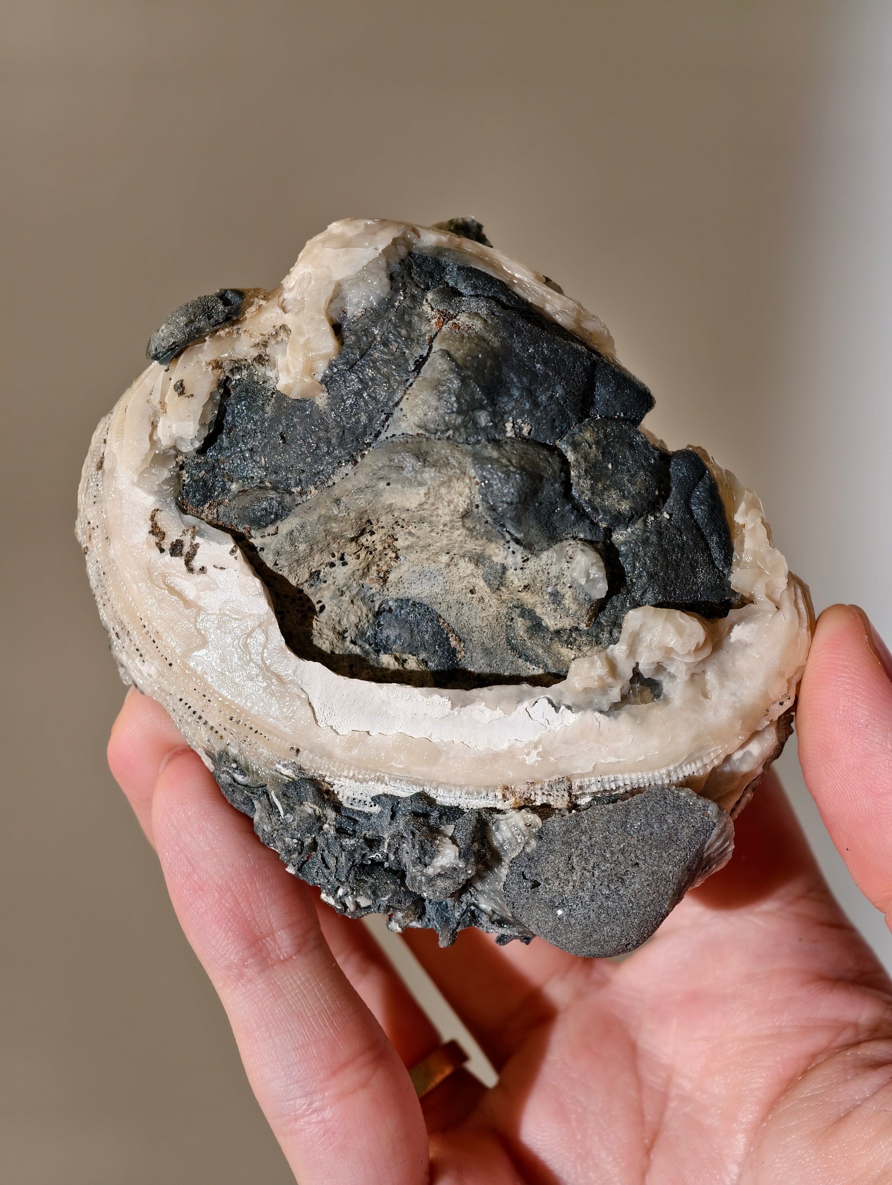 Kristallisierte Fossile Muschel mit Calcit aus Fort Drum, USA (UV Aktiv)
