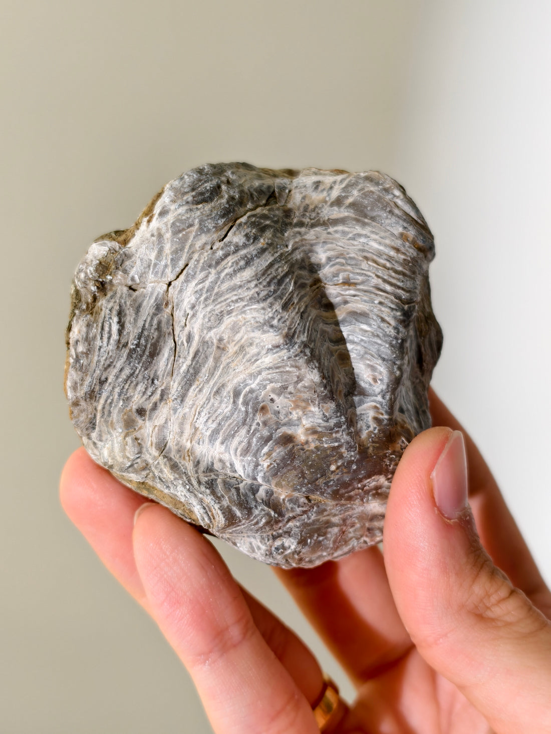 Fossile Riff-Auster Nicaisolopha nicasei aus Peru 77 Mio. Jahre