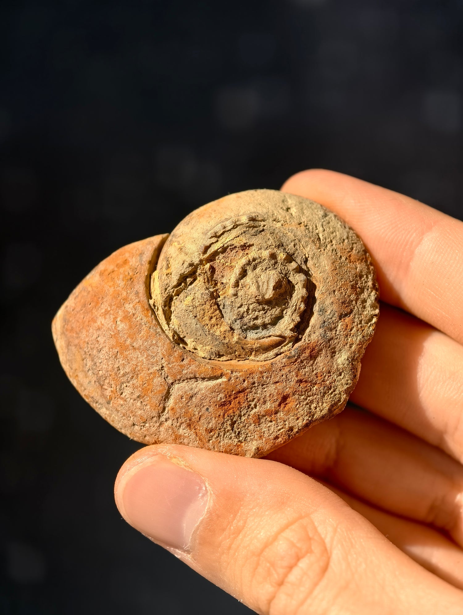 Uralte fossile Schnecke Trepospira sp. aus den USA 300 Mio. Jahre