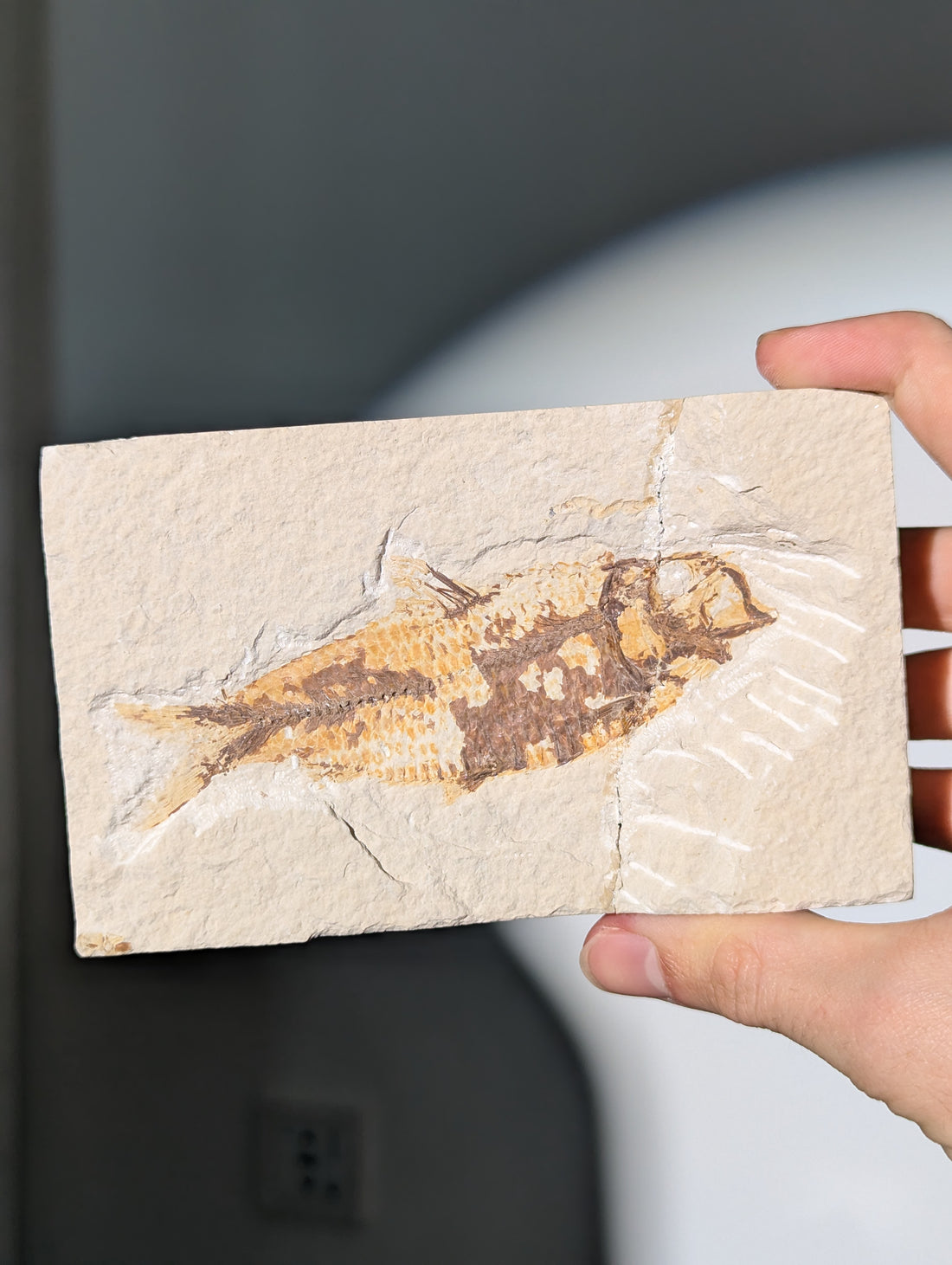 Fisch Fossil (Diplomystus dentatus) aus USA