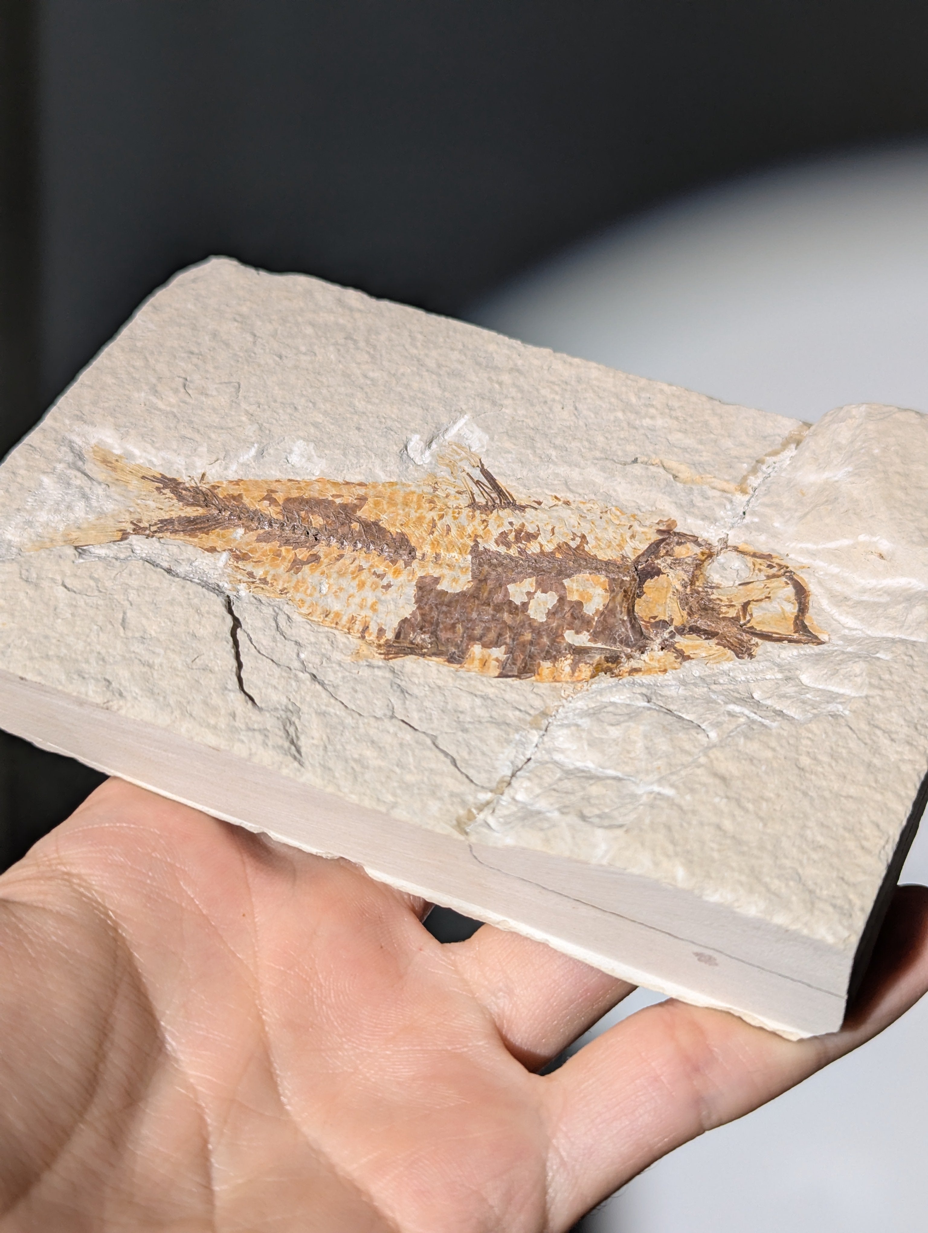 Fisch Fossil (Diplomystus dentatus) aus USA
