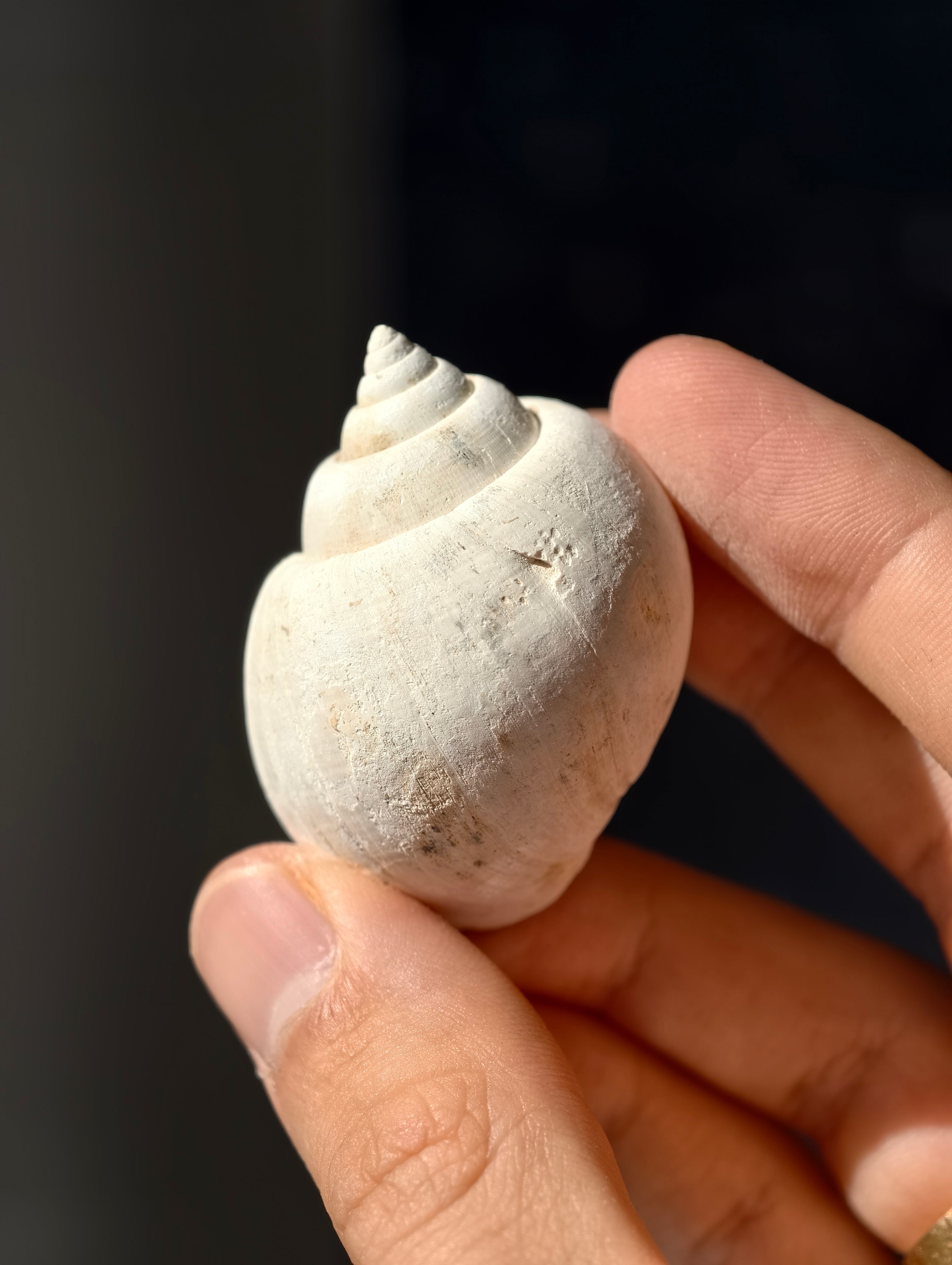Fossile Meeresschnecke Natica angustata aus Frankreich 28 Mio. Jahre