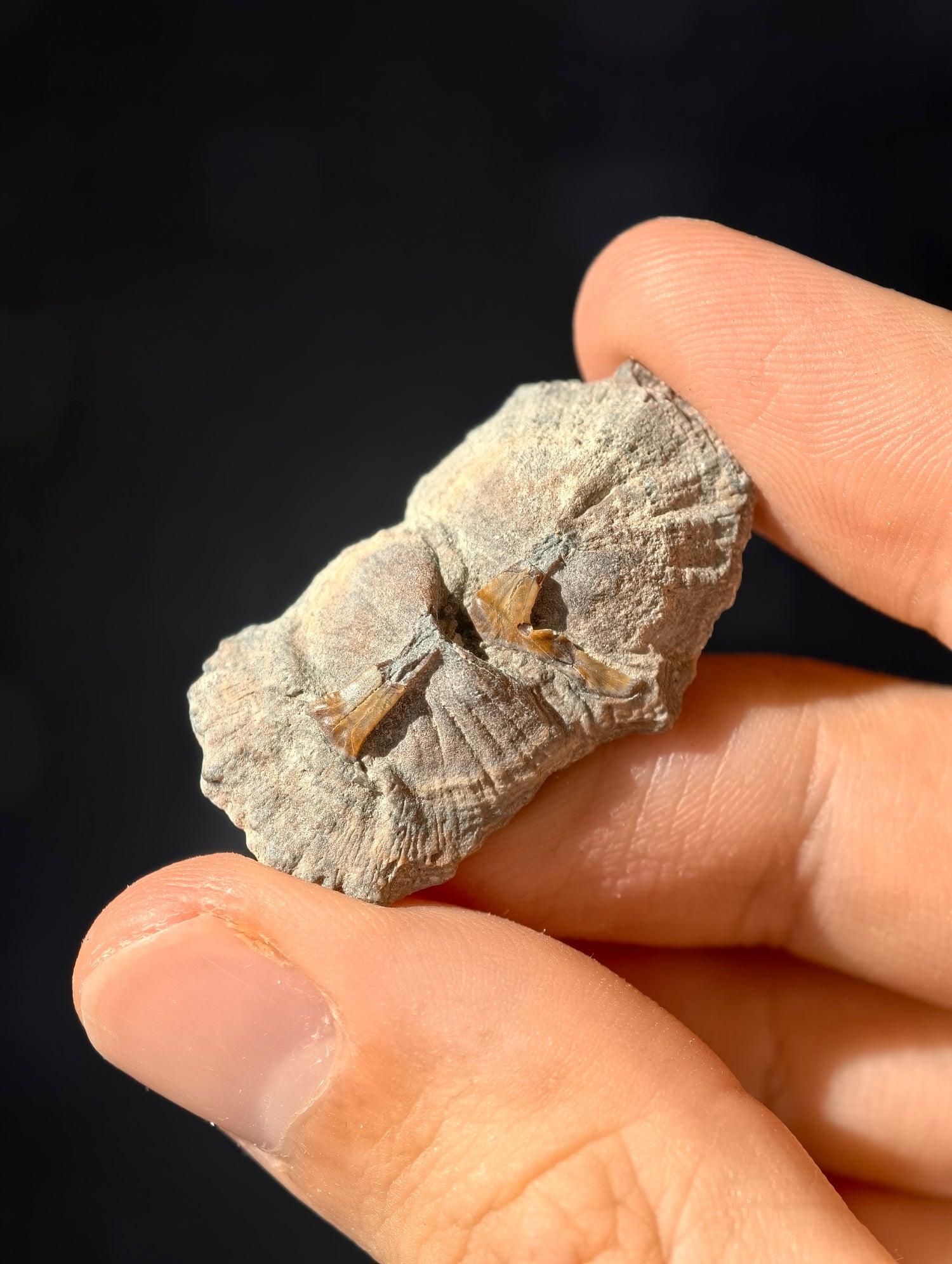 Fossile Rochen-Hautschuppen aus den USA 8 Mio. Jahre