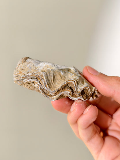 Fossile Riff-Auster Nicaisolopha nicasei aus Peru 77 Mio. Jahre