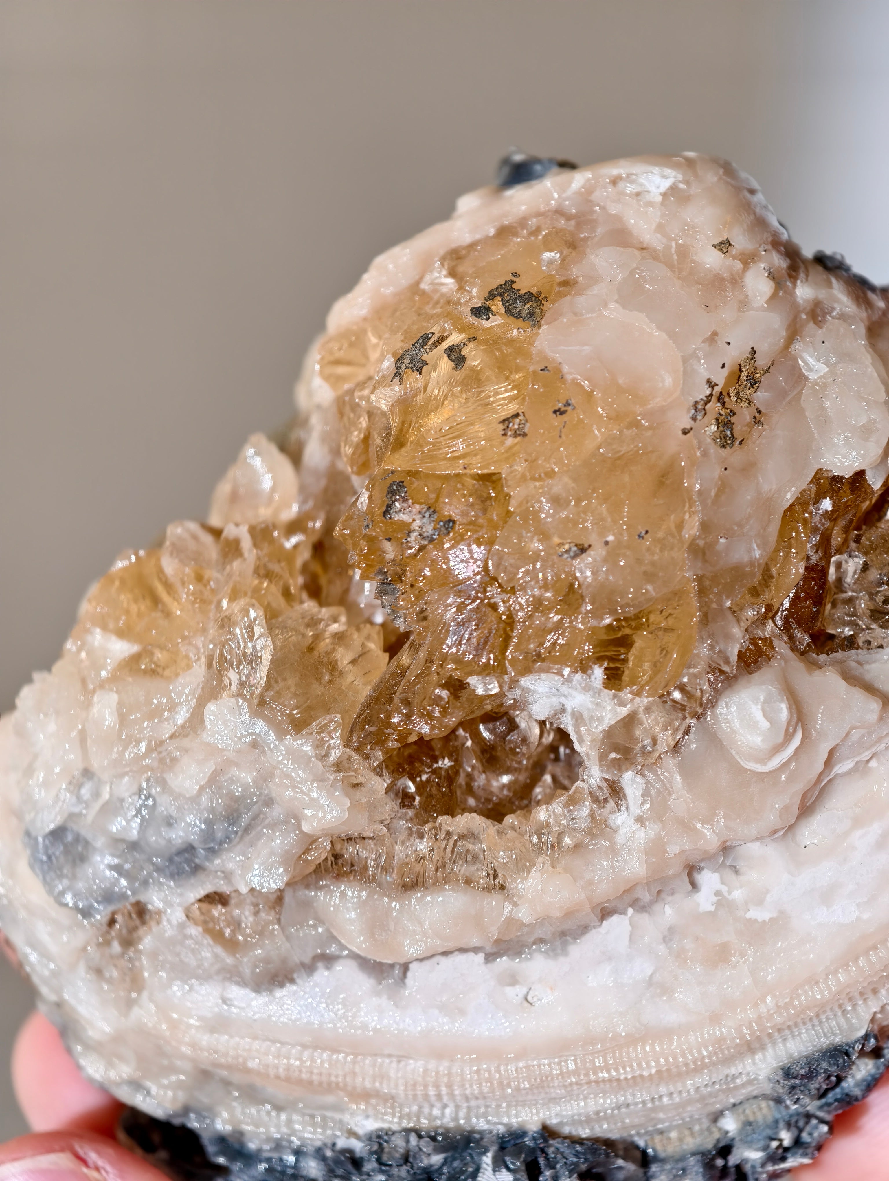 Kristallisierte Fossile Muschel mit Calcit aus Fort Drum, USA (UV Aktiv)
