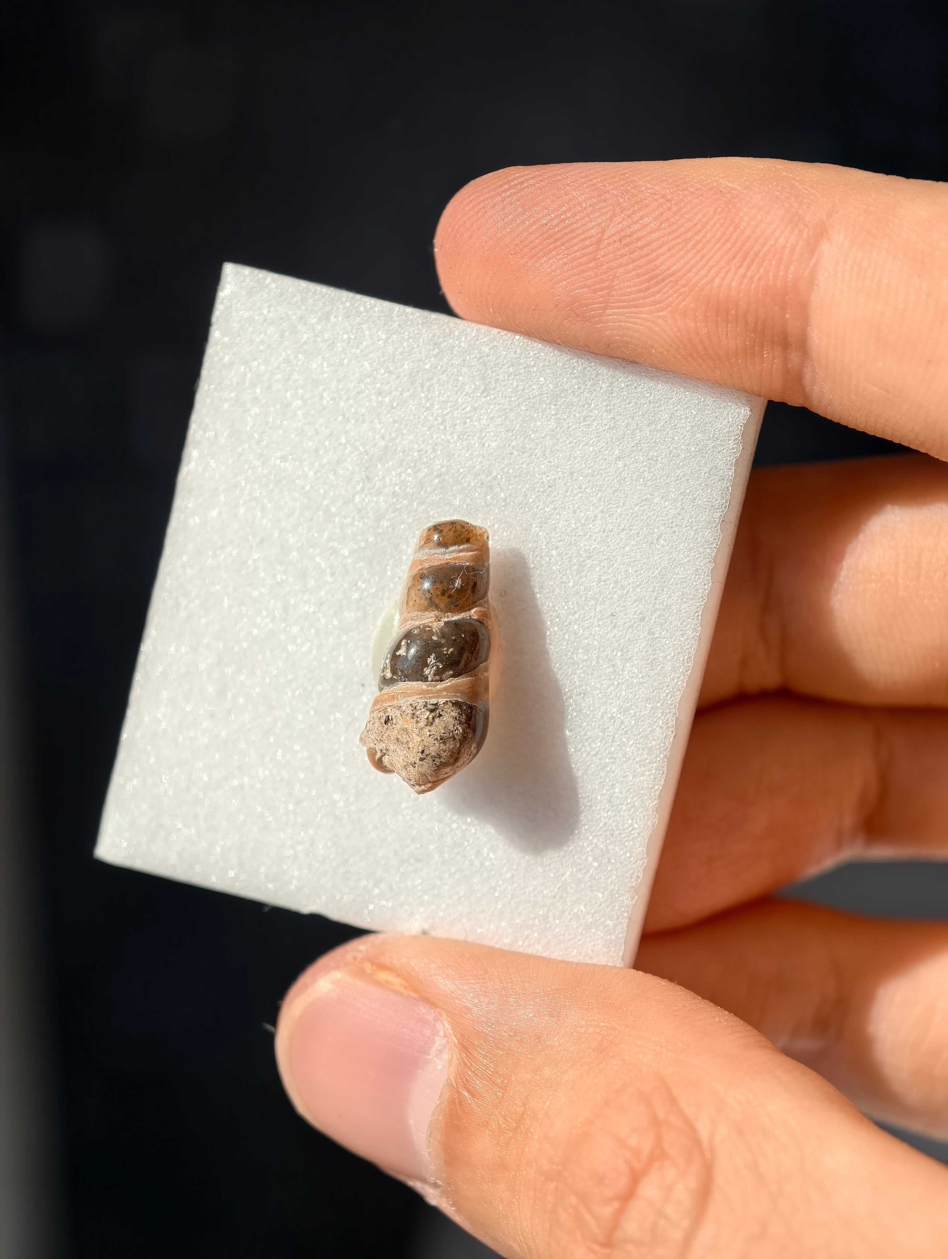Achatisierte Schnecke Elimia tenera aus den USA 42 Mio. Jahre