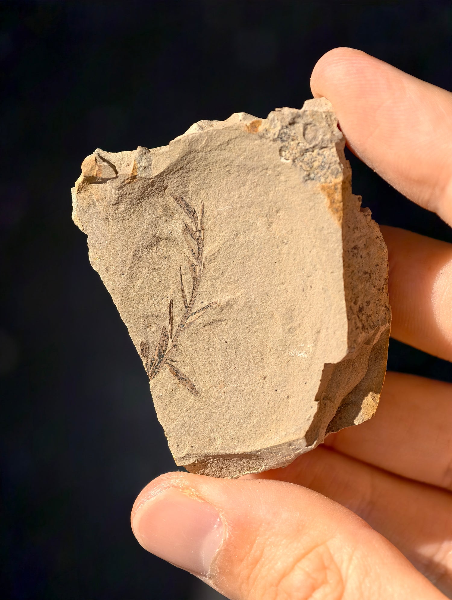 Fossile Urweltmammutbaum-Zweige Metasequoia sp. aus Kanada 42 Mio. Jahre