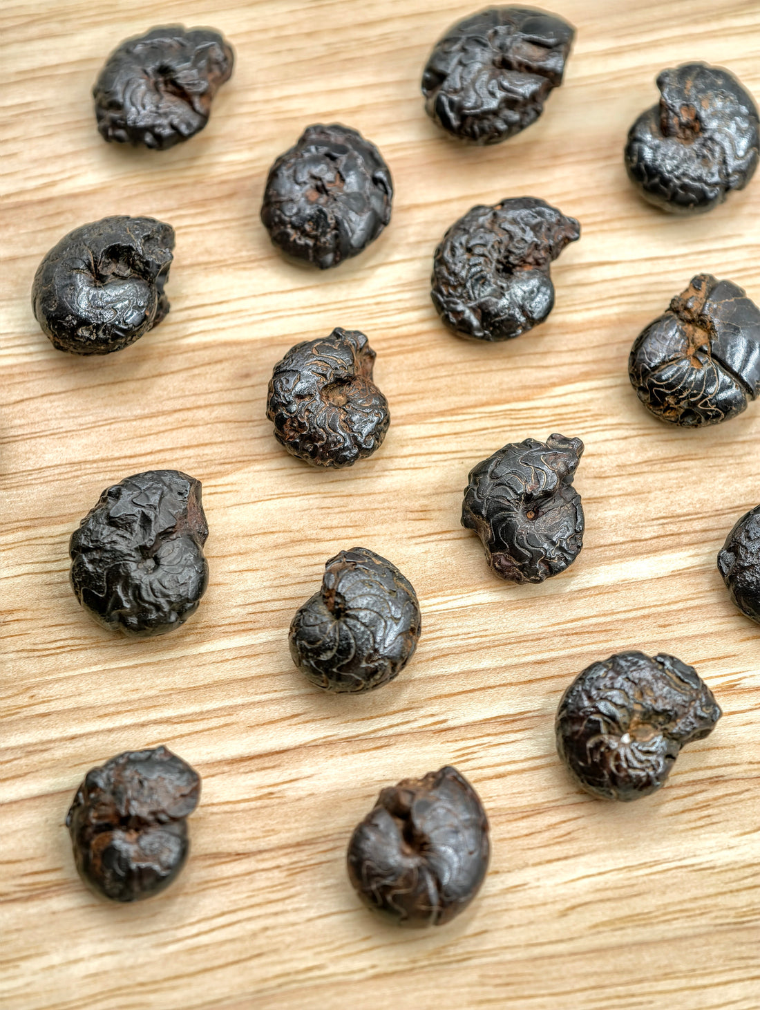 Hämatit Goniatiten Fossil aus Marokko
