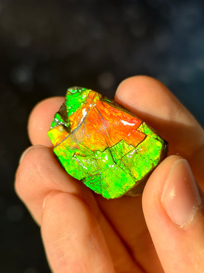 Ammolit Stück aus Kanada