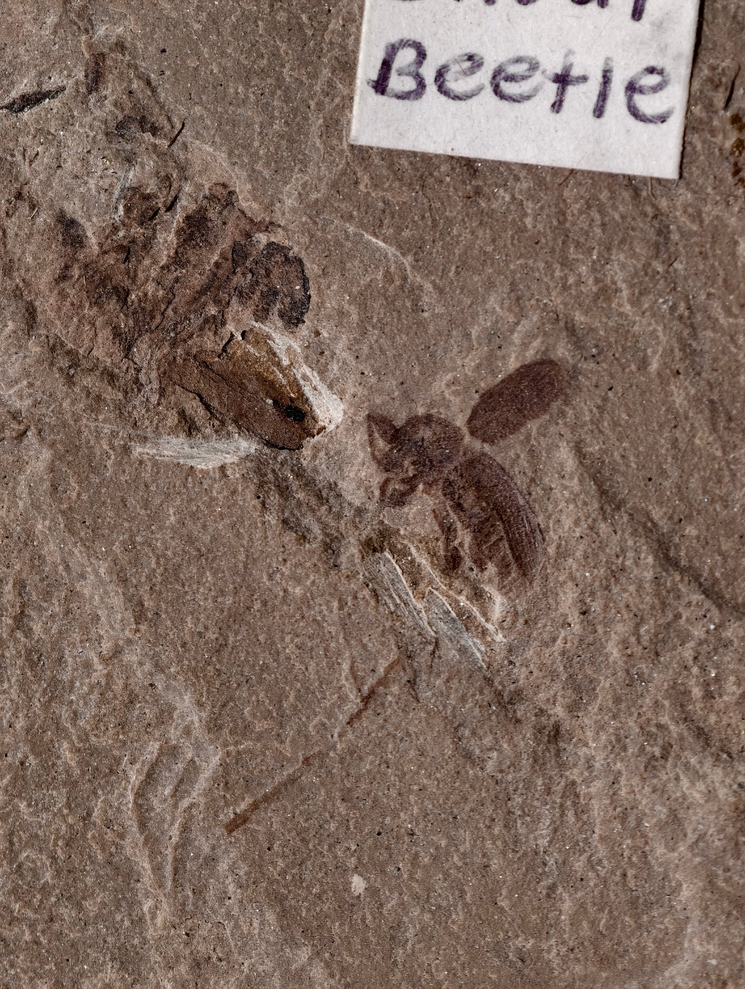 Fossiler Rüsselkäfer aus den USA auf Matrix 42 Mio. Jahre