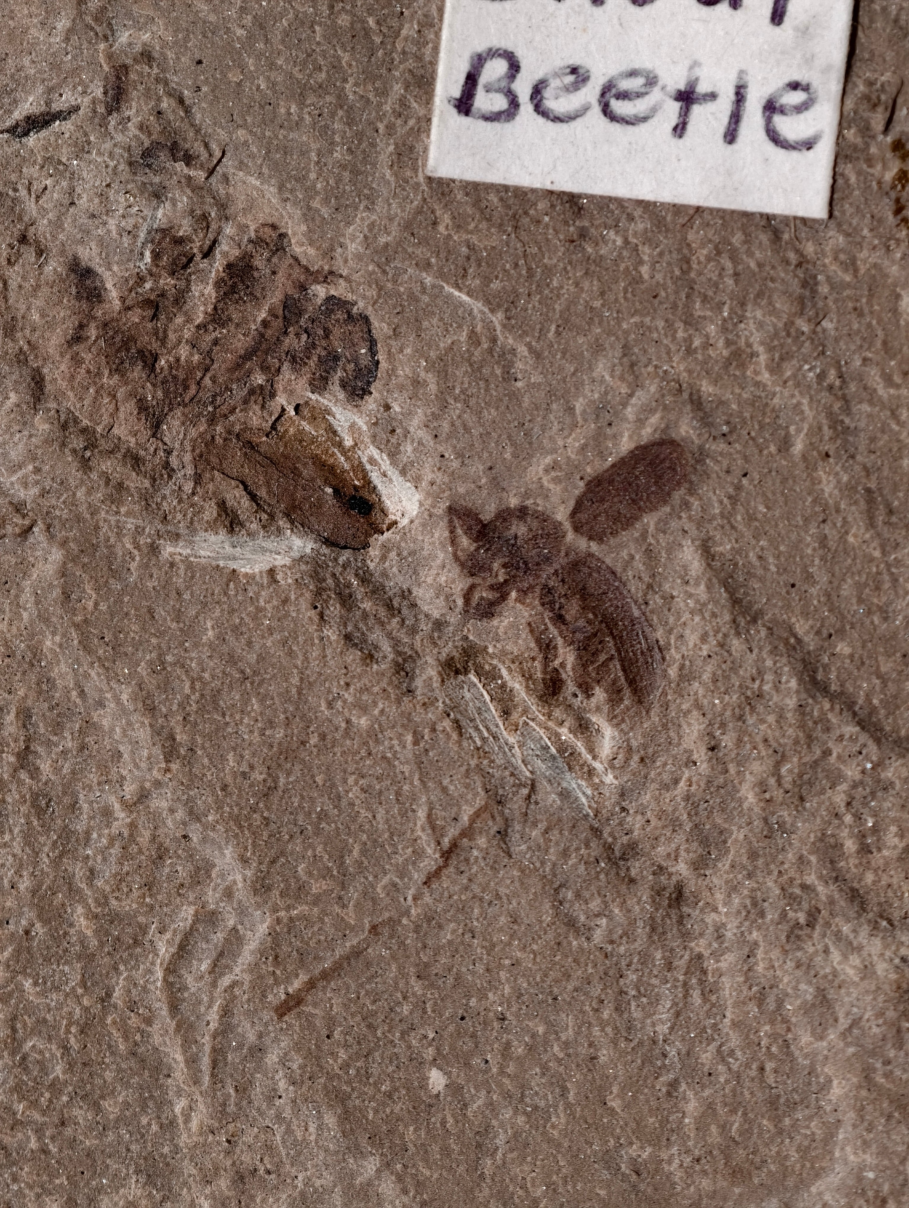 Fossiler Rüsselkäfer aus den USA auf Matrix 42 Mio. Jahre