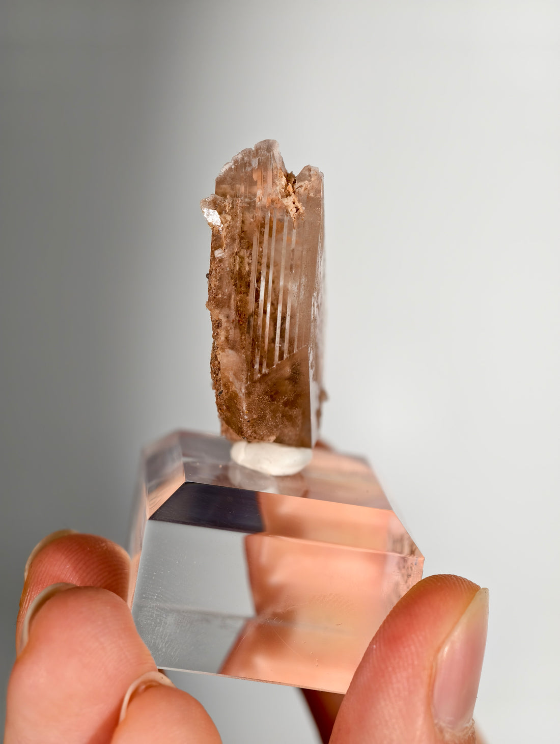 Glasklarer Durango Selenit (Gips) Kristall auf Matrix