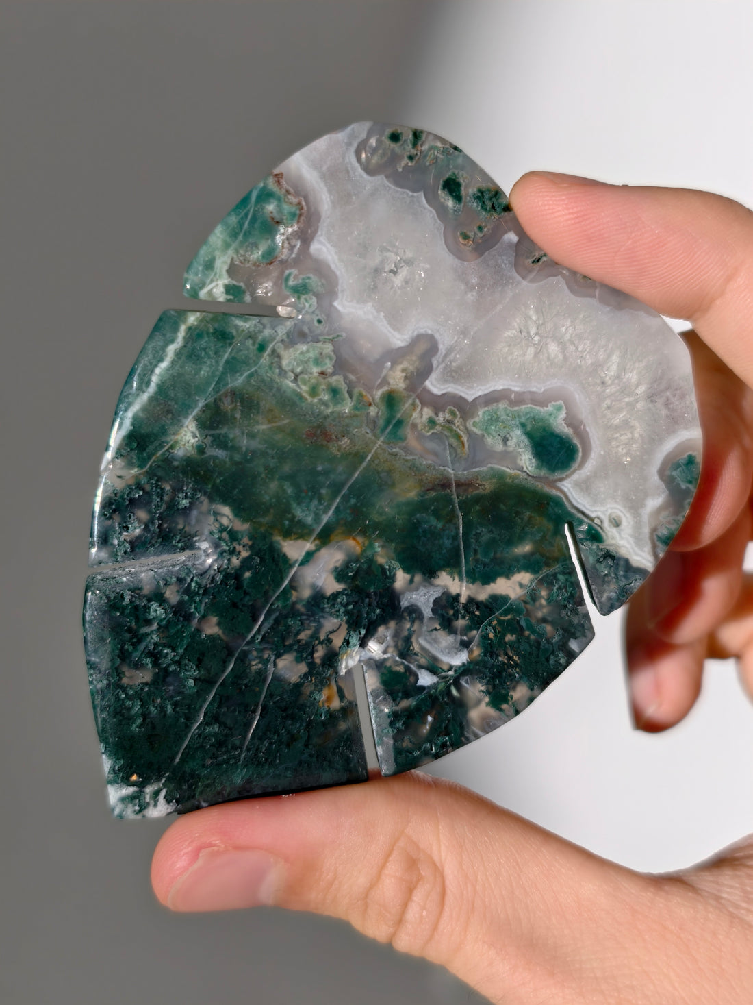 Moosachat Monstera Blatt