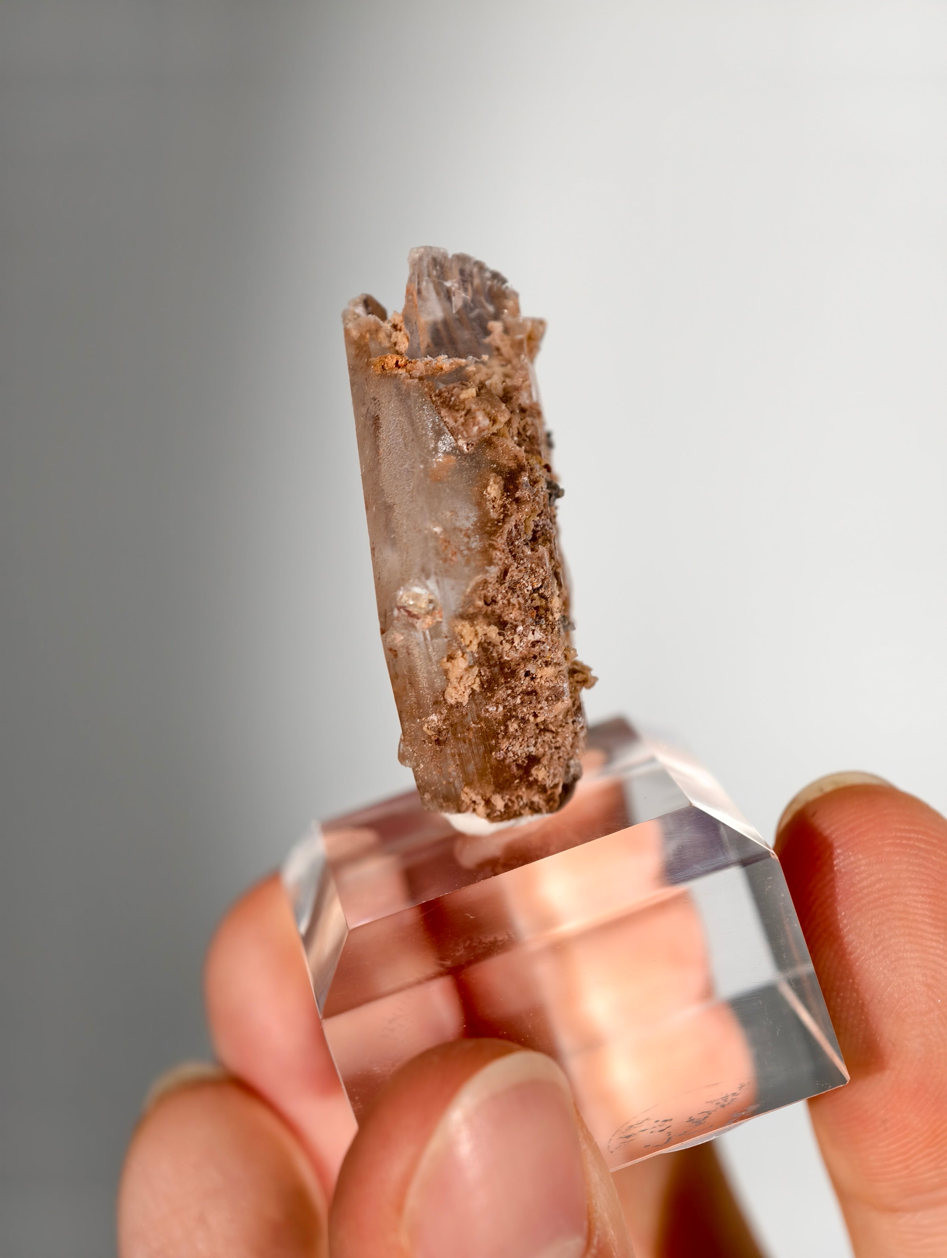 Glasklarer Durango Selenit (Gips) Kristall auf Matrix