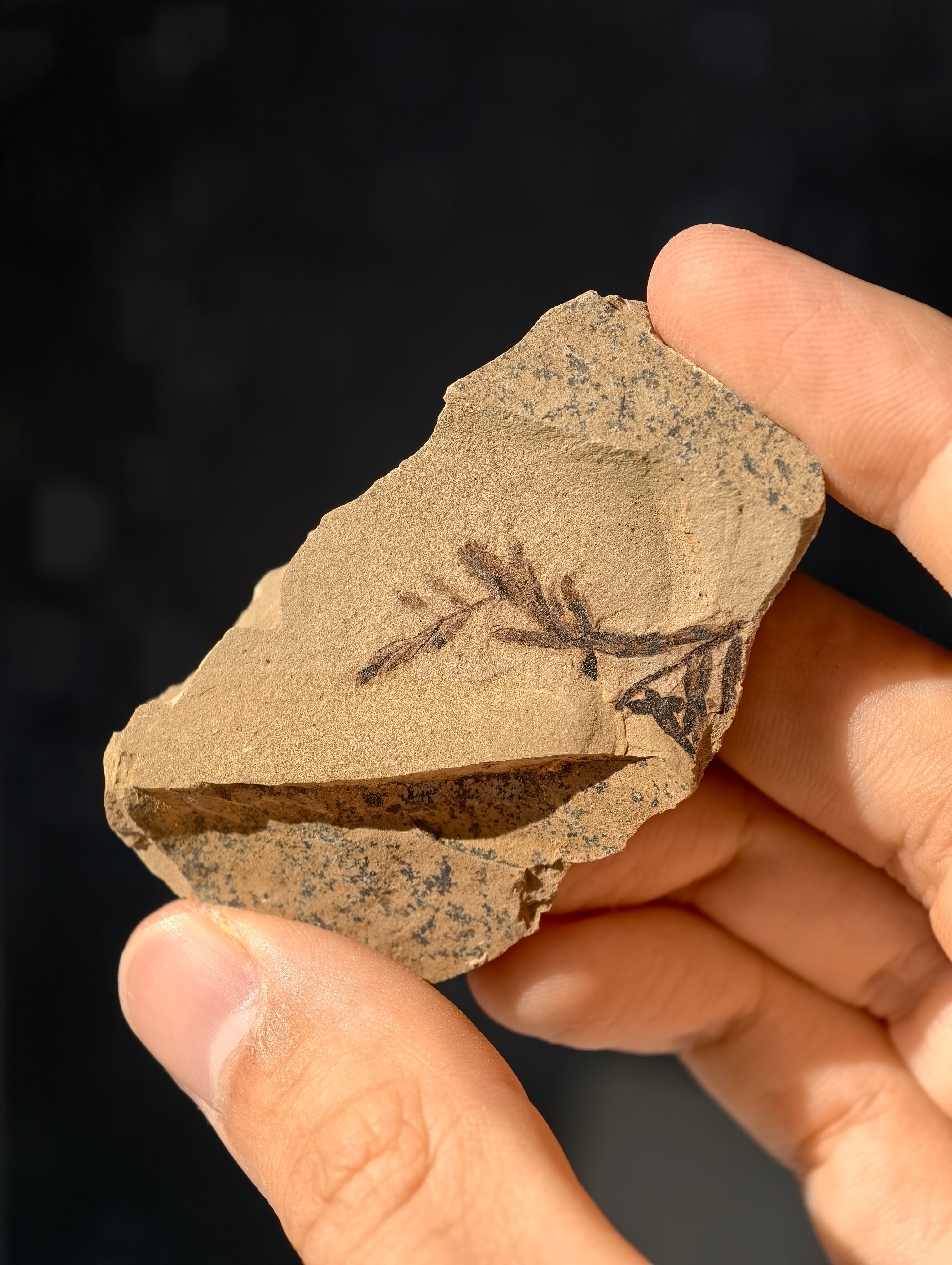 Fossile Urweltmammutbaum-Zweige Metasequoia sp. aus Kanada 42 Mio. Jahre