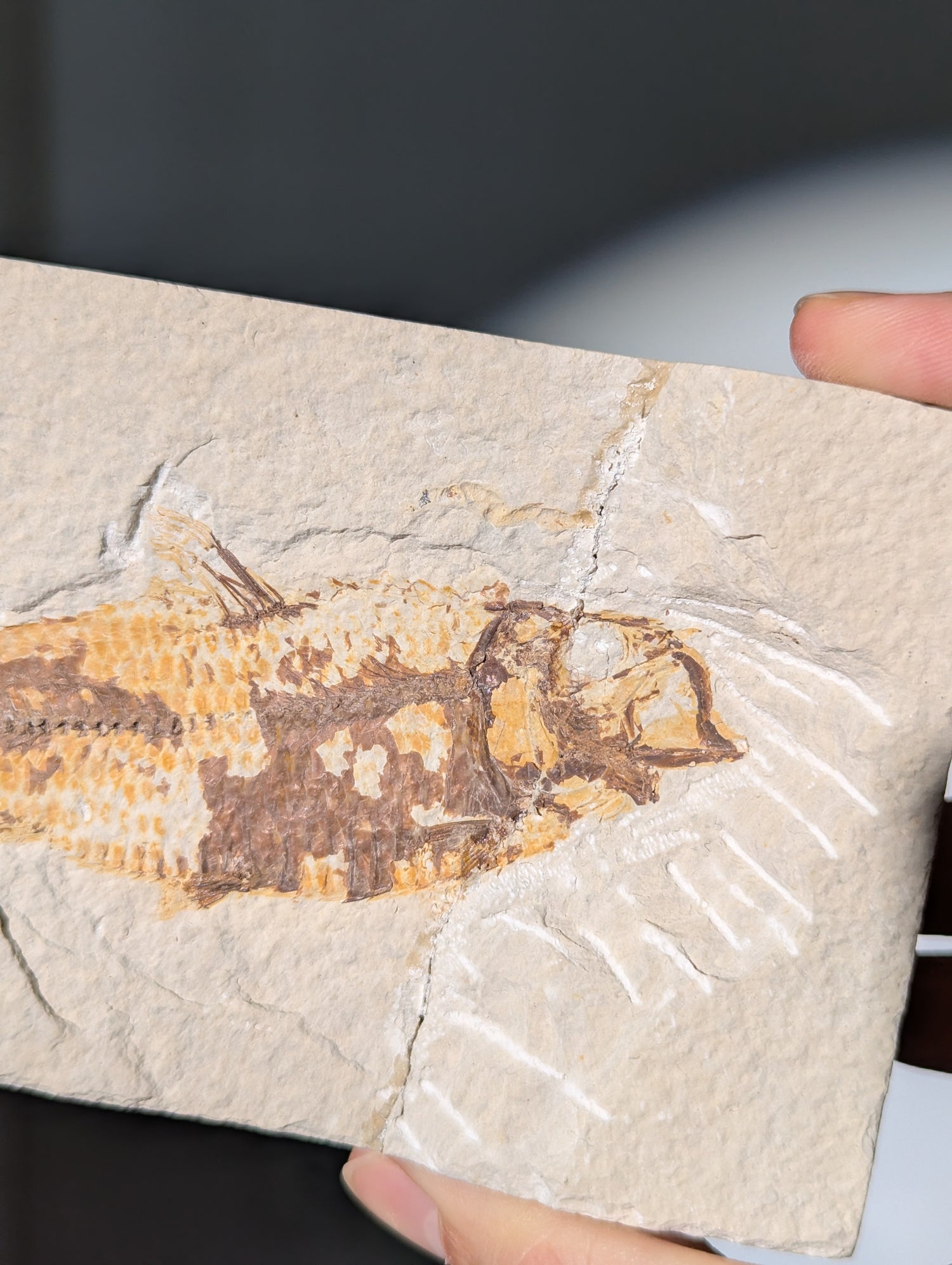 Fisch Fossil (Diplomystus dentatus) aus USA