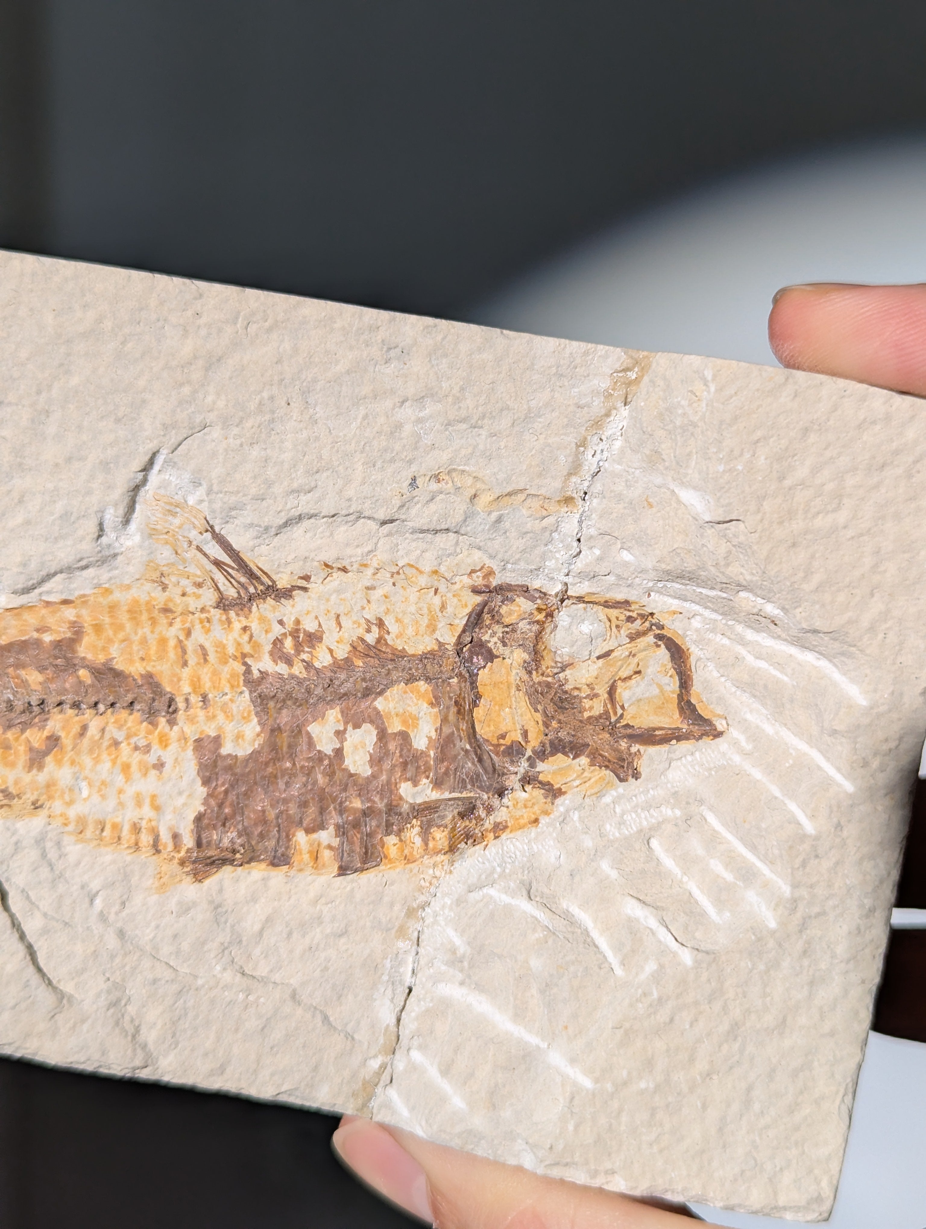 Fisch Fossil (Diplomystus dentatus) aus USA