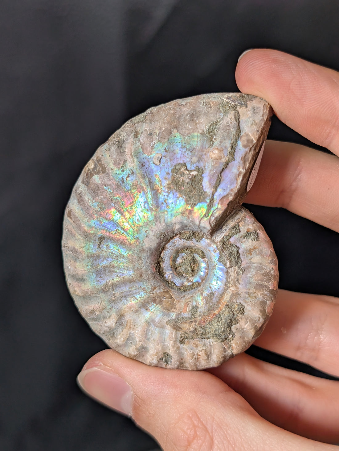 Stark irisierendes Regenbogen Ammoniten Fossil