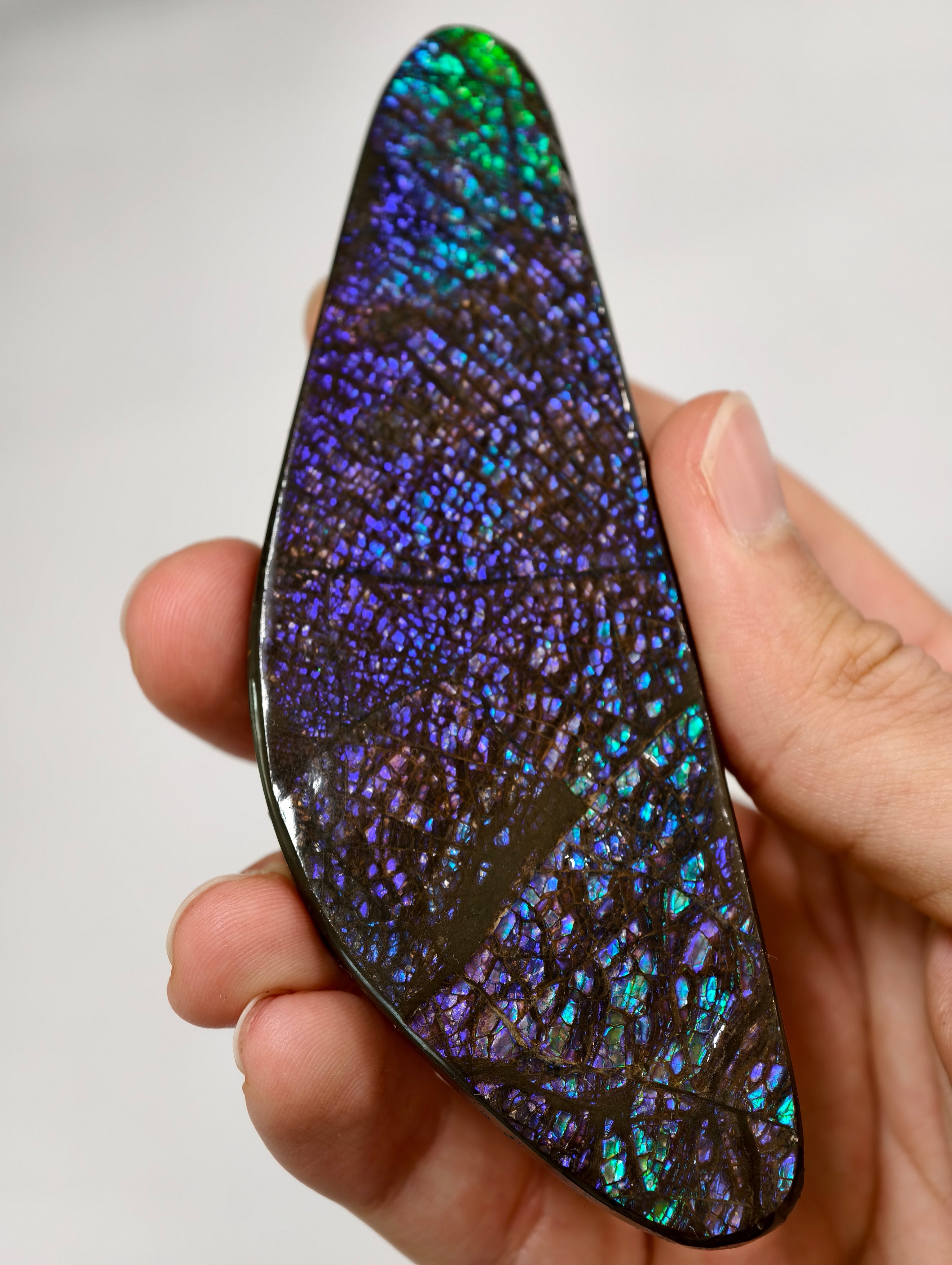 Dragonscale Ammolit Freiform aus Kanada lila/blau