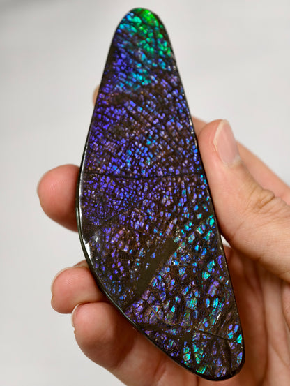 Dragonscale Ammolit Freiform aus Kanada lila/blau