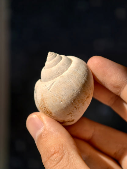 Fossile Meeresschnecke Natica angustata aus Frankreich 28 Mio. Jahre