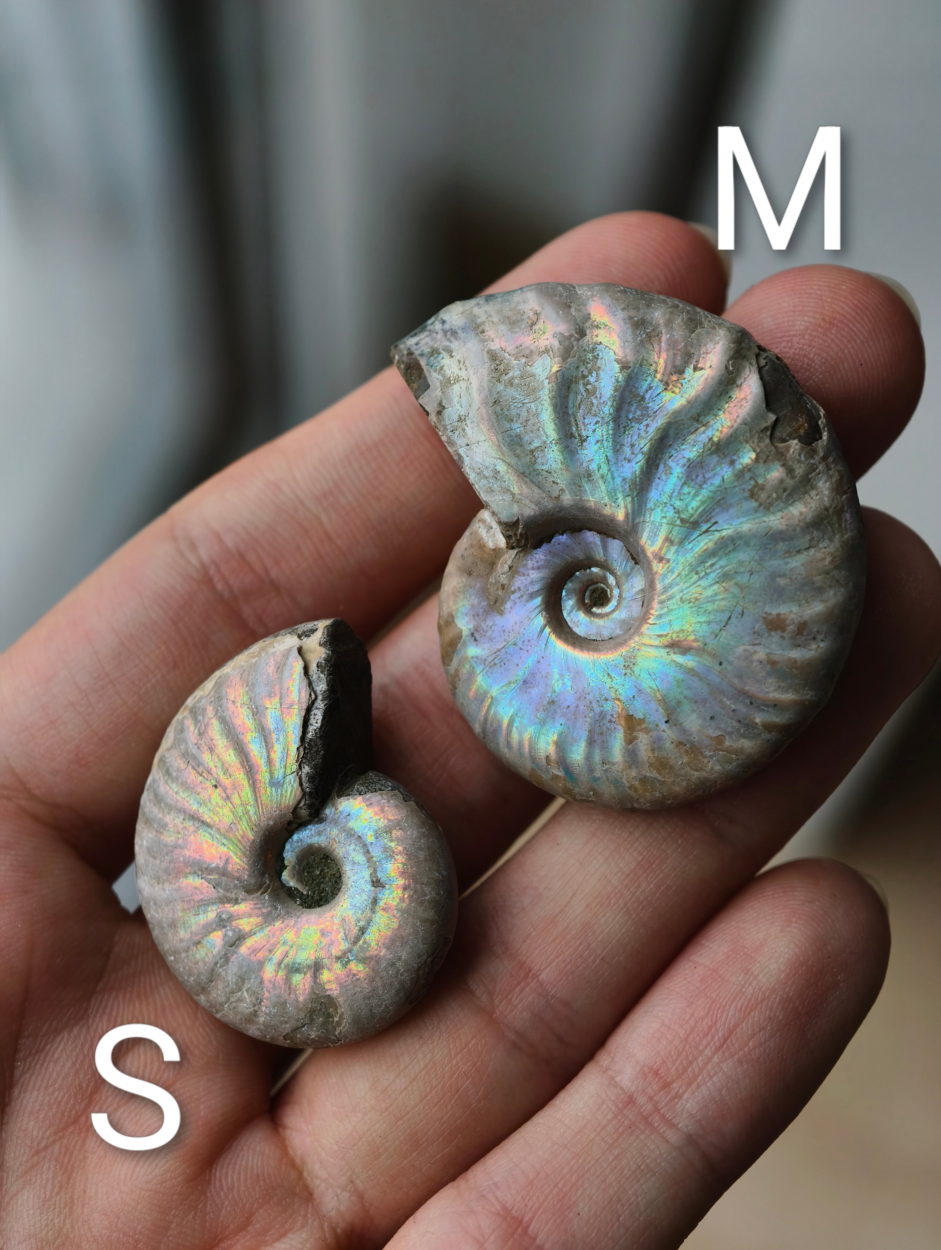 Regenbogen Ammoniten Fossil (natürlich irisierend)