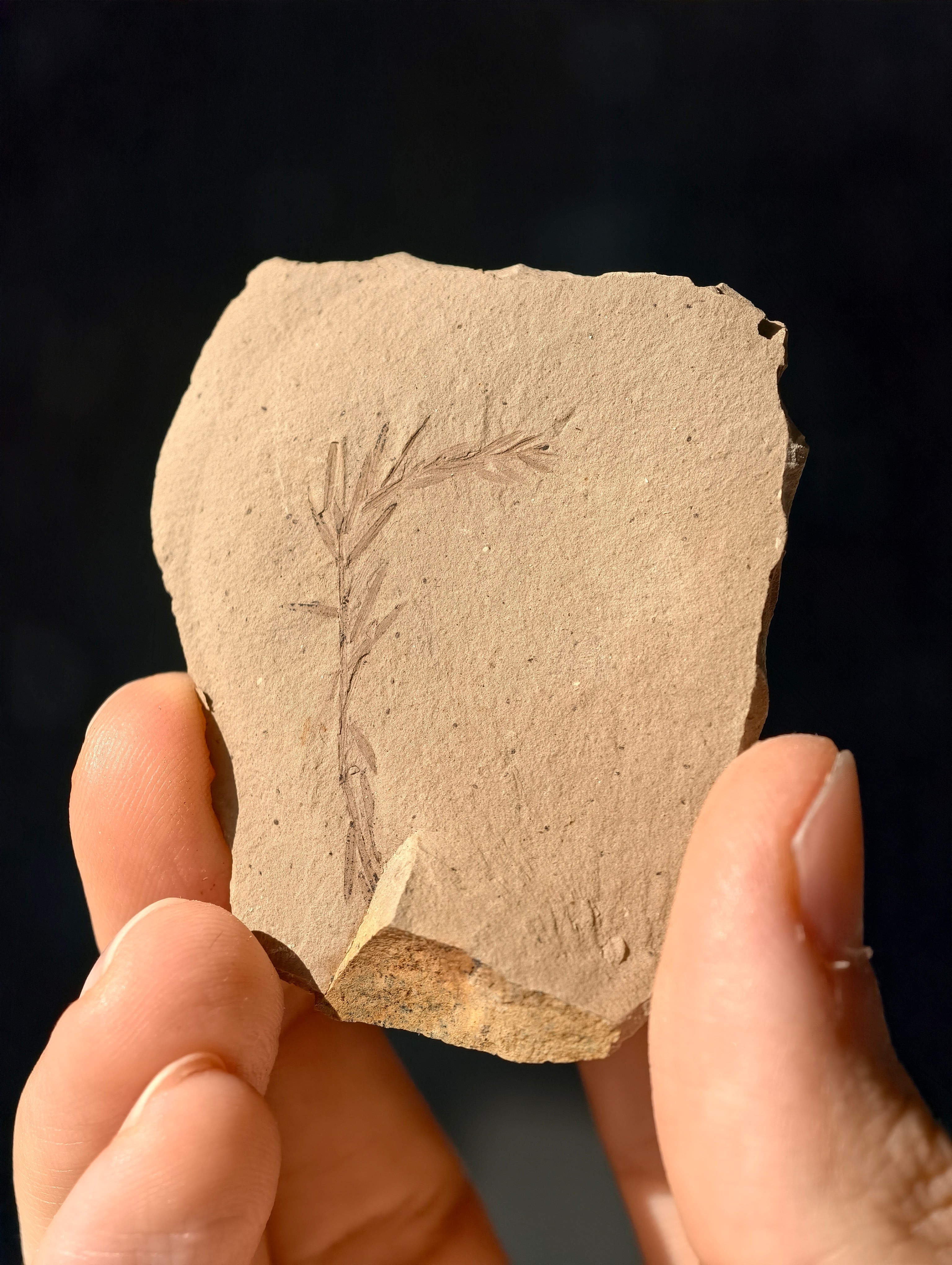 Fossile Urweltmammutbaum-Zweige Metasequoia sp. aus Kanada 42 Mio. Jahre