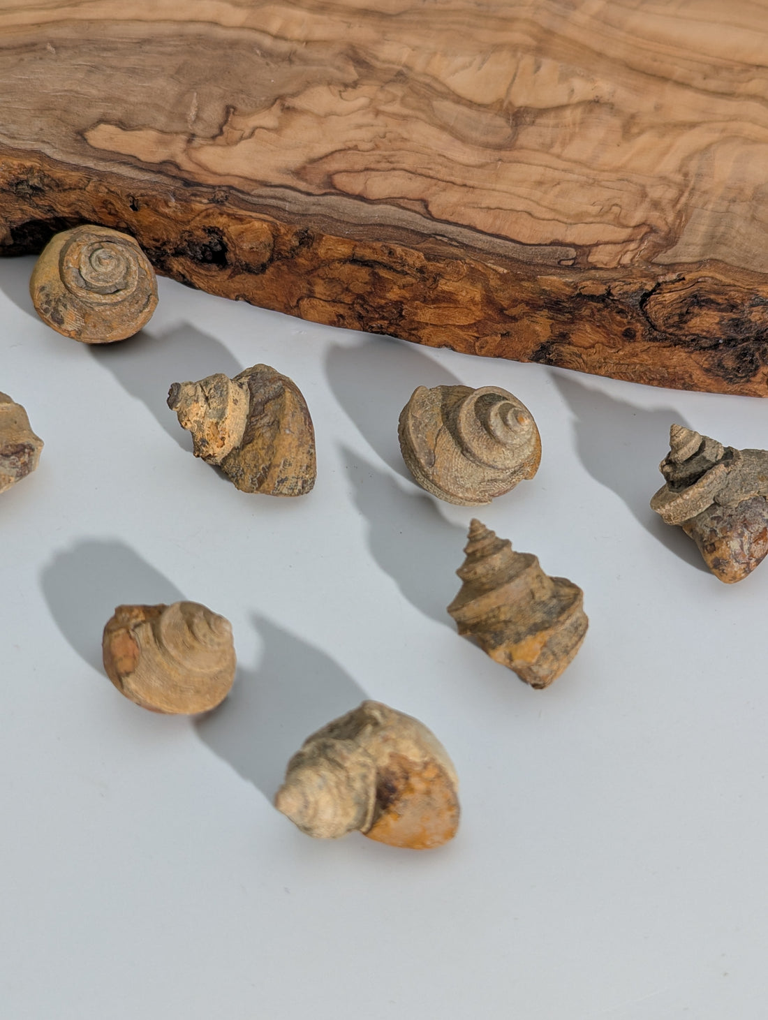 Muschel Fossil (Whortenia sp) 310 m.y.o USA