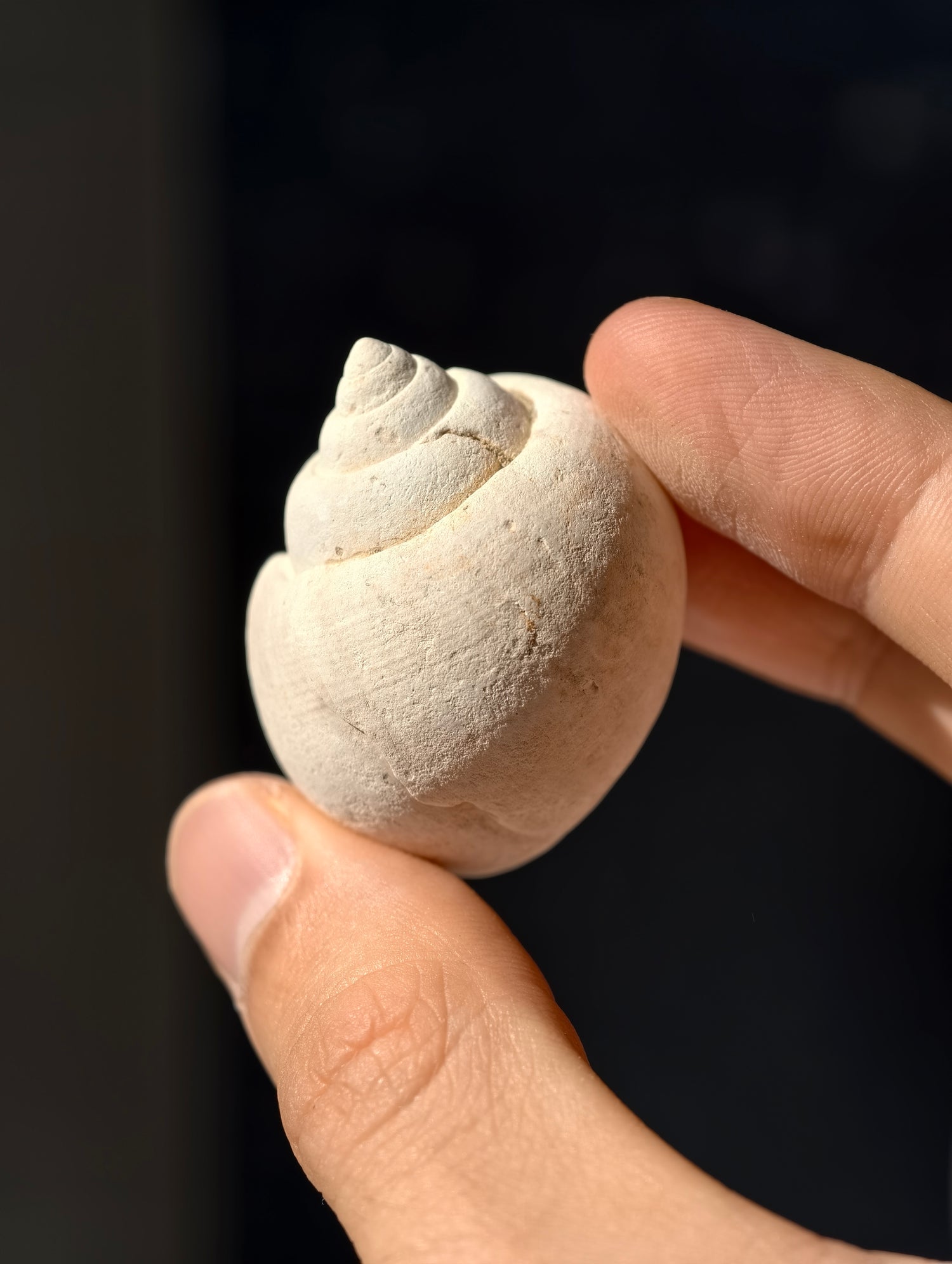 Fossile Meeresschnecke Natica angustata aus Frankreich 28 Mio. Jahre